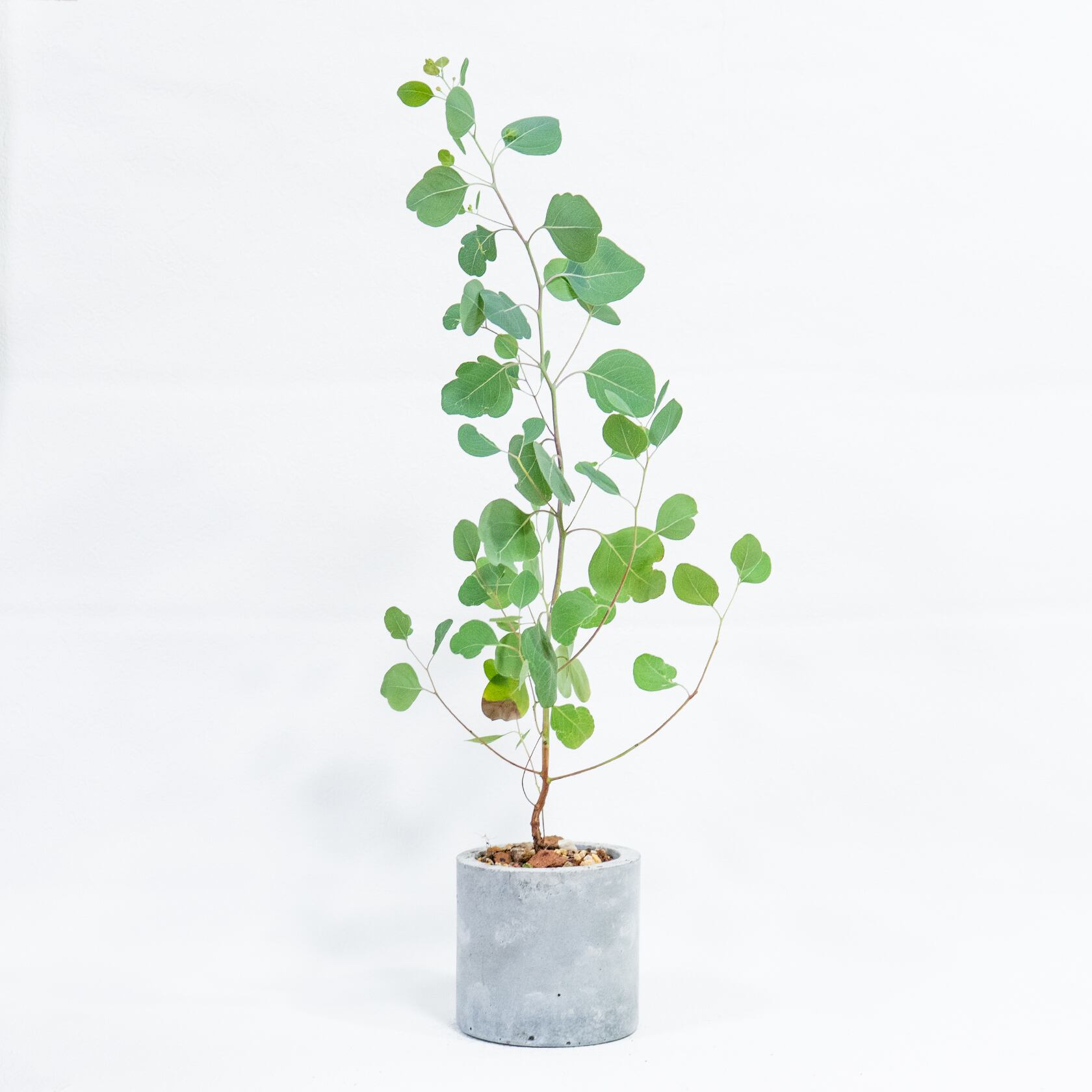 ユーカリ・ポリアンセモス 軽やかな葉姿と無機質な鉢の対比が美しい観葉植物