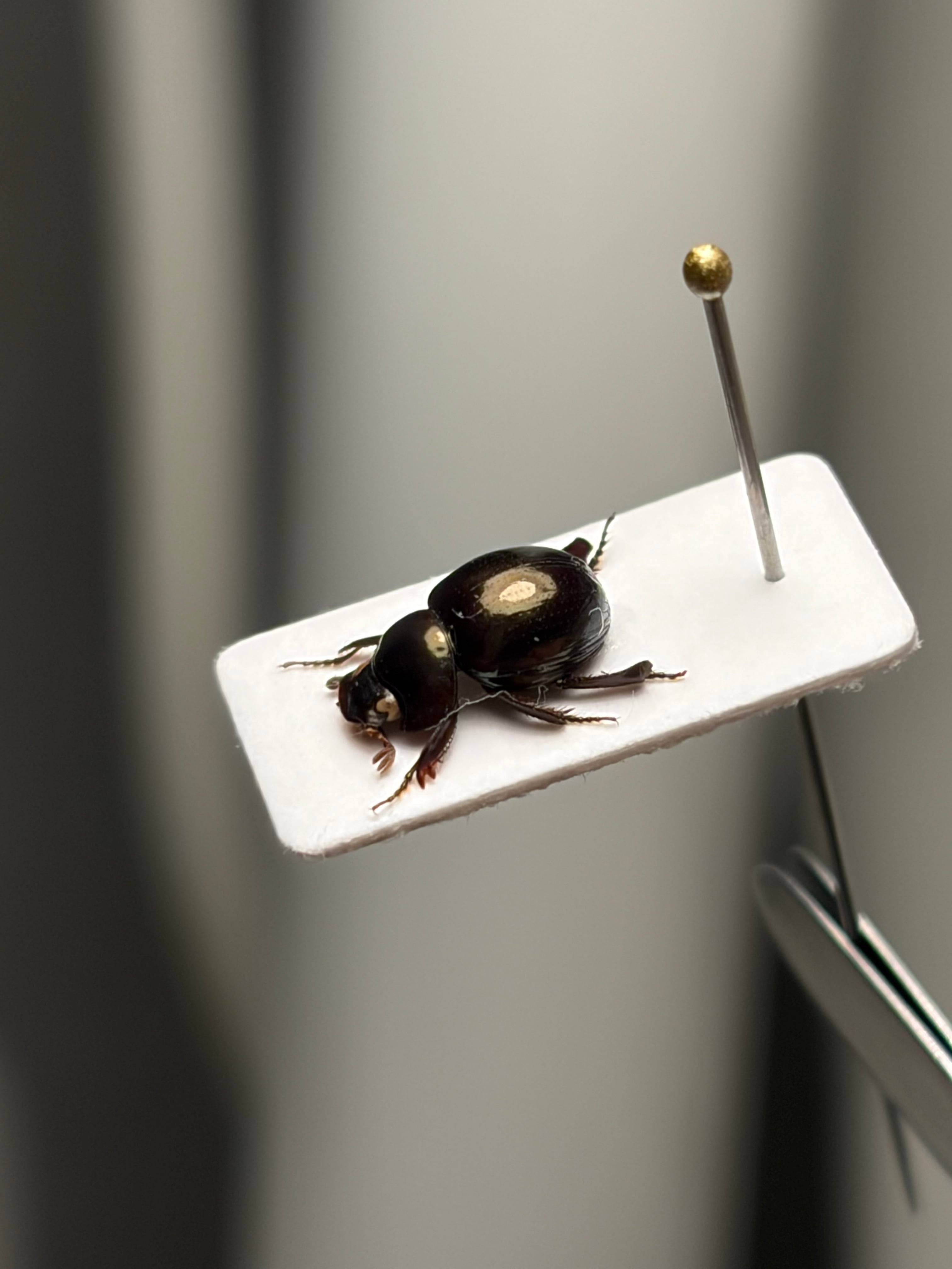 【ラスト】マンマルコガネ レッドフォーム 標本 とんでもない甲虫 プラチナコガネ LAST】巨大なマンマルコガネ ブラックフォーム 標本 とんでもない甲虫