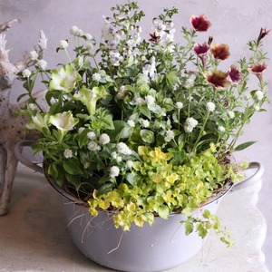 寄せ植え　ペチュニア2色のナチュラルなおなべポットの寄せ植え｜届いてすぐ飾れる完成品｜玄関にオススメ｜新築・開店祝いギフト｜モンディマンシェ