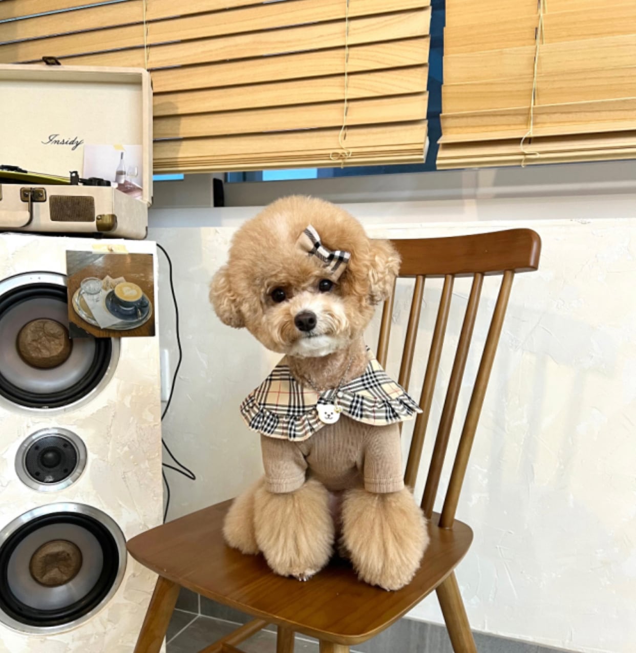 【SALE】 check cape knit S ~ XL 2color / 犬服 秋冬 新作 ニット 長袖 チェック柄 シンプル ドッグウェア トップス Tシャツ 丸襟 top139