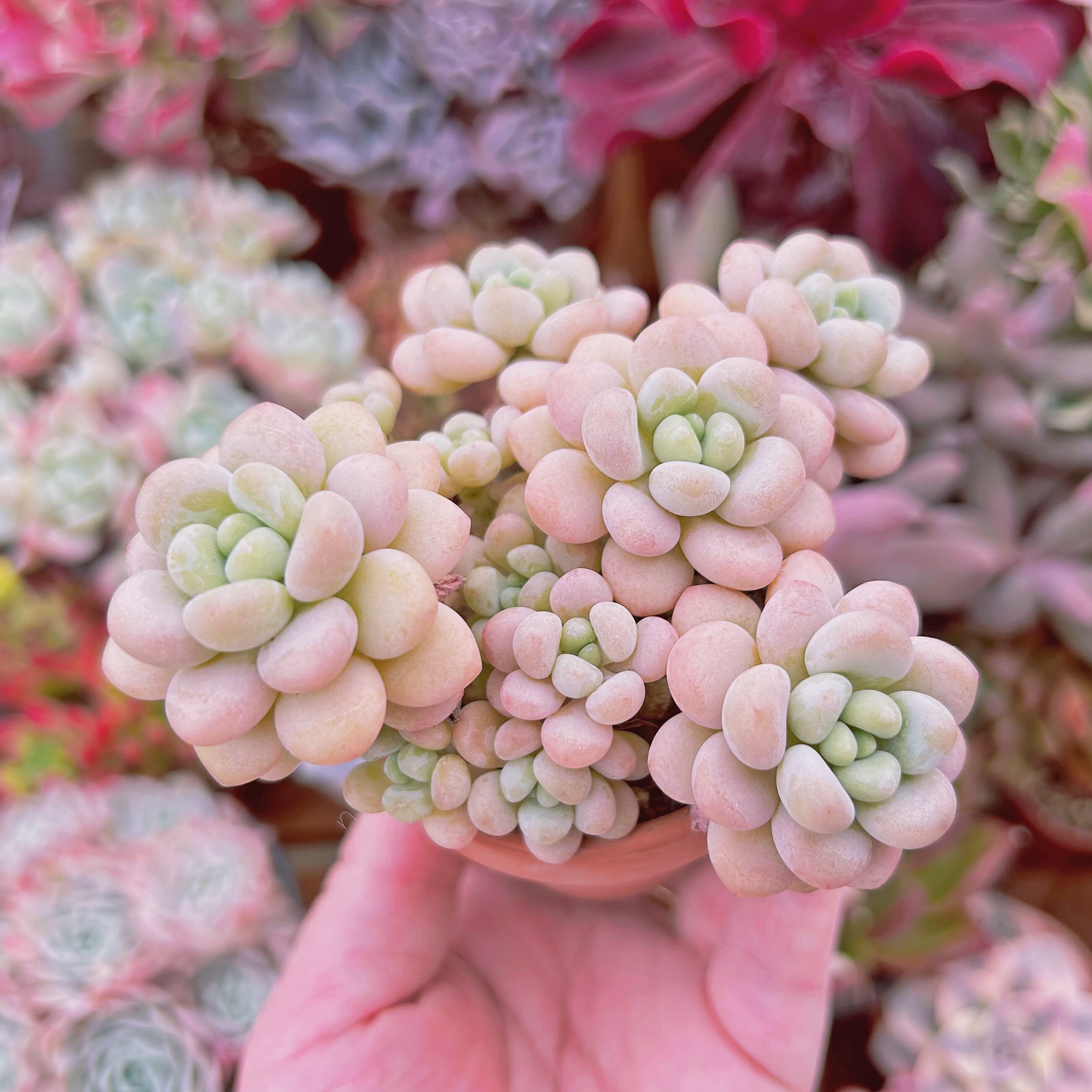 #050現物　多肉植物　ストロベリーミルク