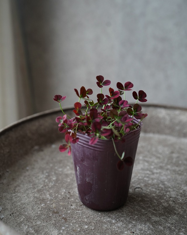 プリンセス　クローバー　赤　2.5号