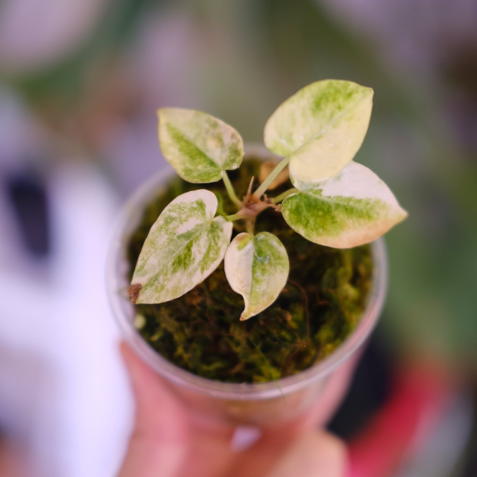 アンスリウム / Anthurium | tokyoplants / 観葉植物専門店