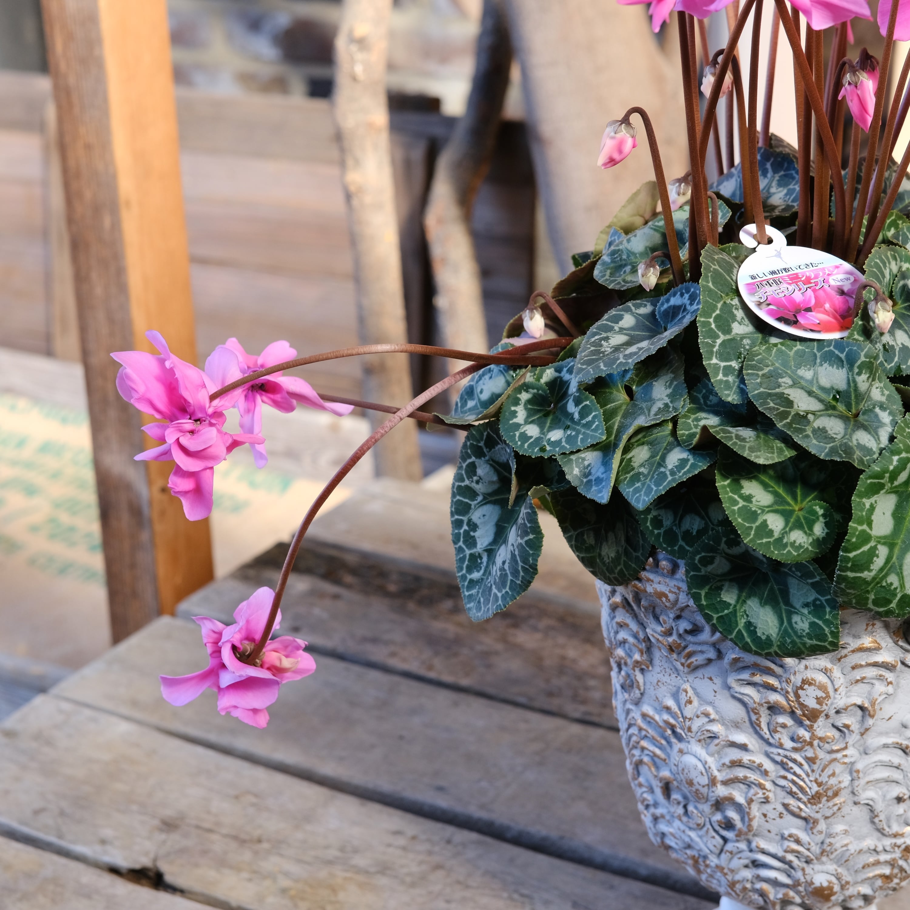 No, 17】ミニシクラメン チモシリーズ 八重《 枝垂れざき 》鉢なし