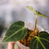 アンスリウム・レガレ / Anthurium Regale⑰│観葉植物
