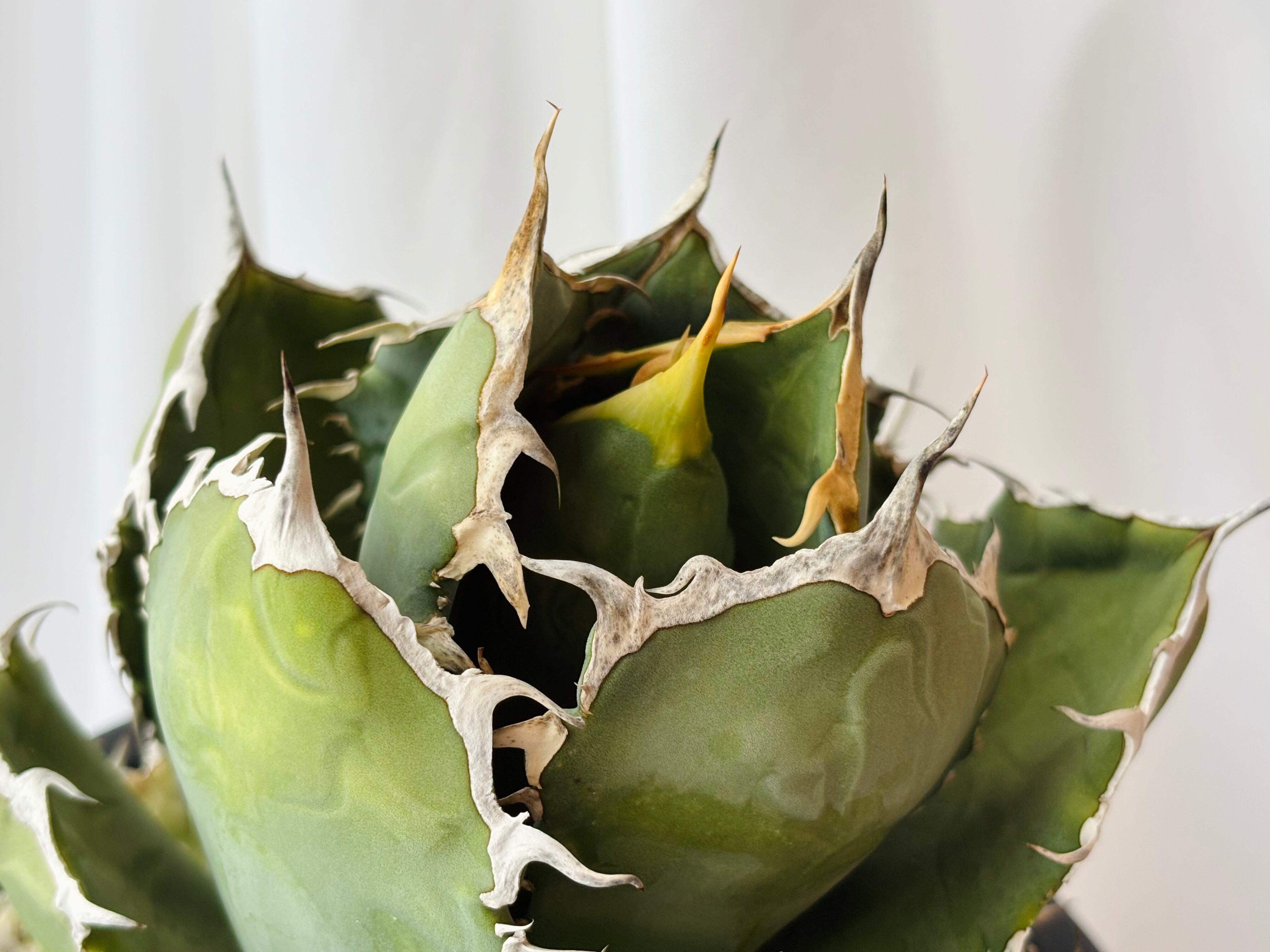 Agave titanota アガベ チタノタ 烈焰 多肉植物 | plants MARU