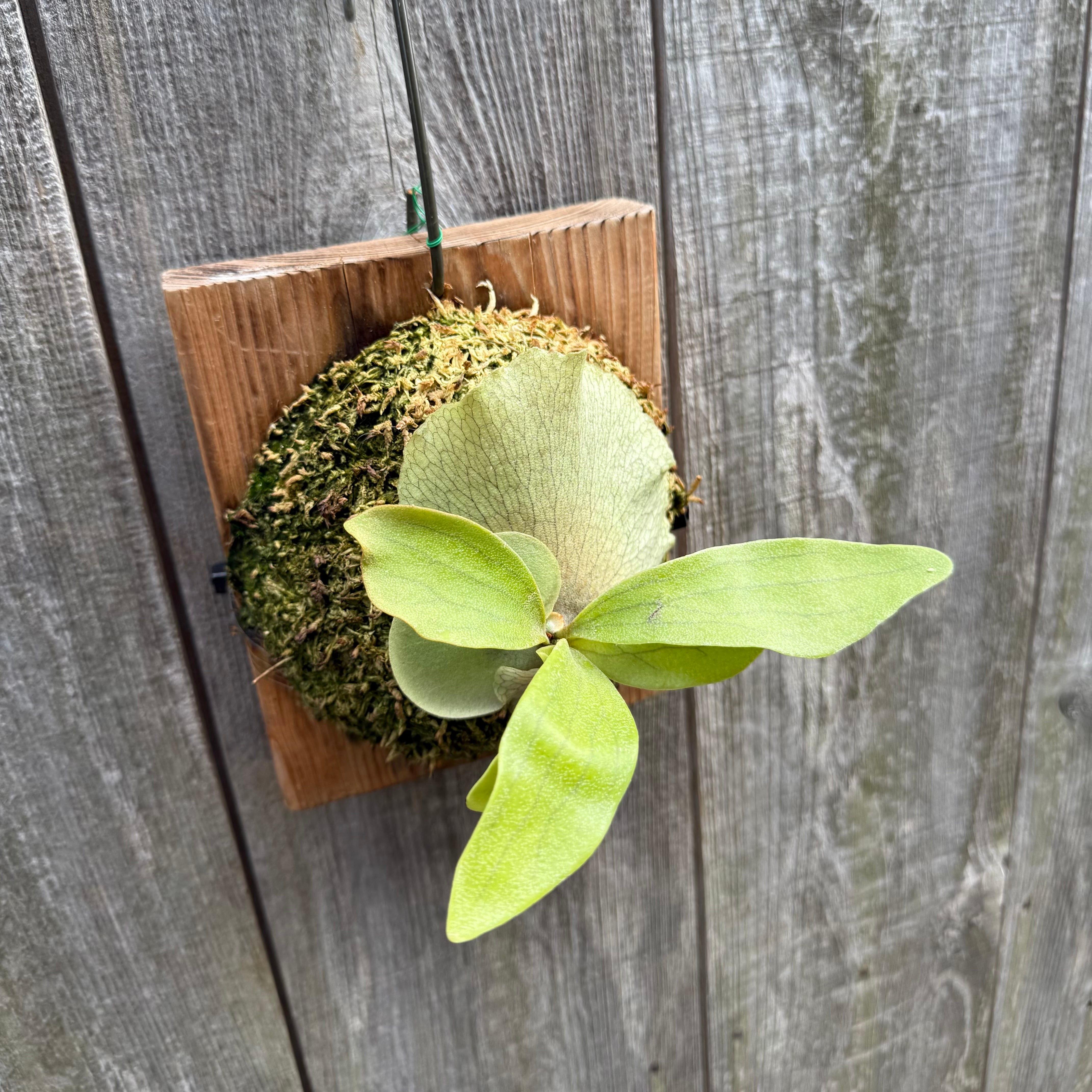 P.hillii Kylin (from Yot) | naturefix