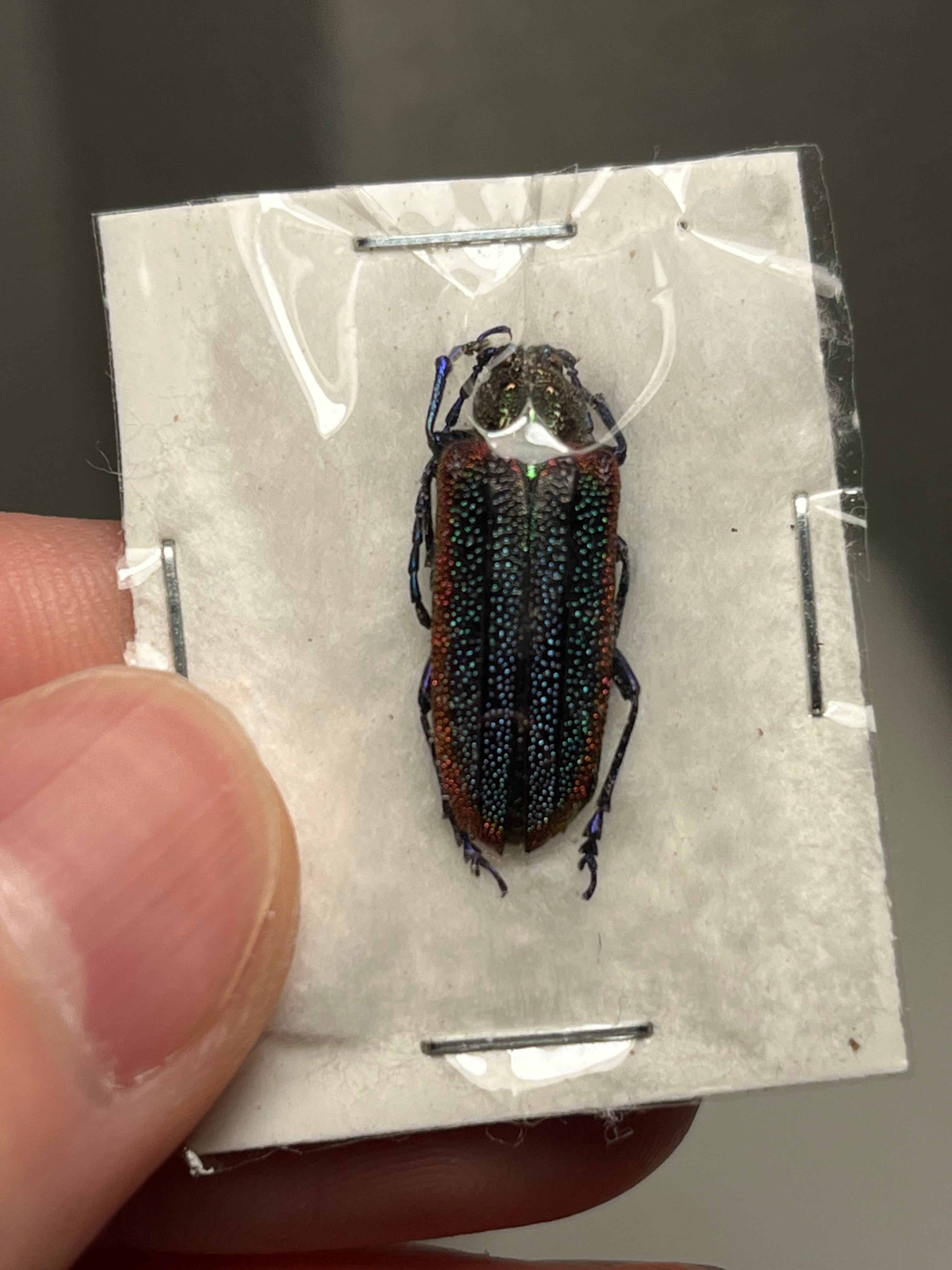 20mm】キラキラアラメムカシタマムシに酷似のチリの美麗カミキリ 標本