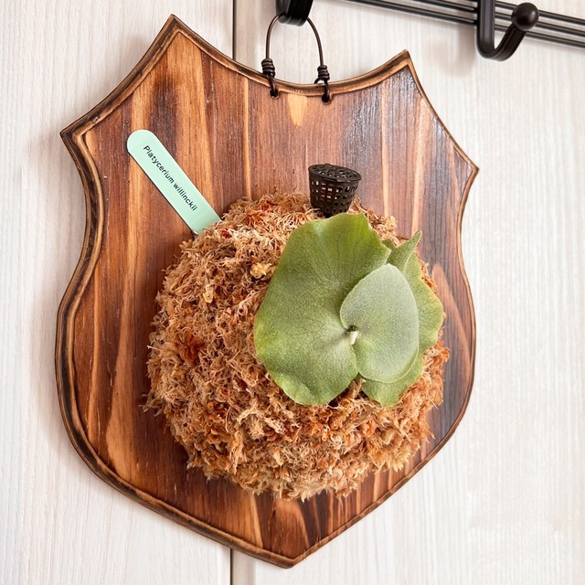 ビカクシダ ウィリンキー 板付 【観葉植物 室内 コウモリラン】