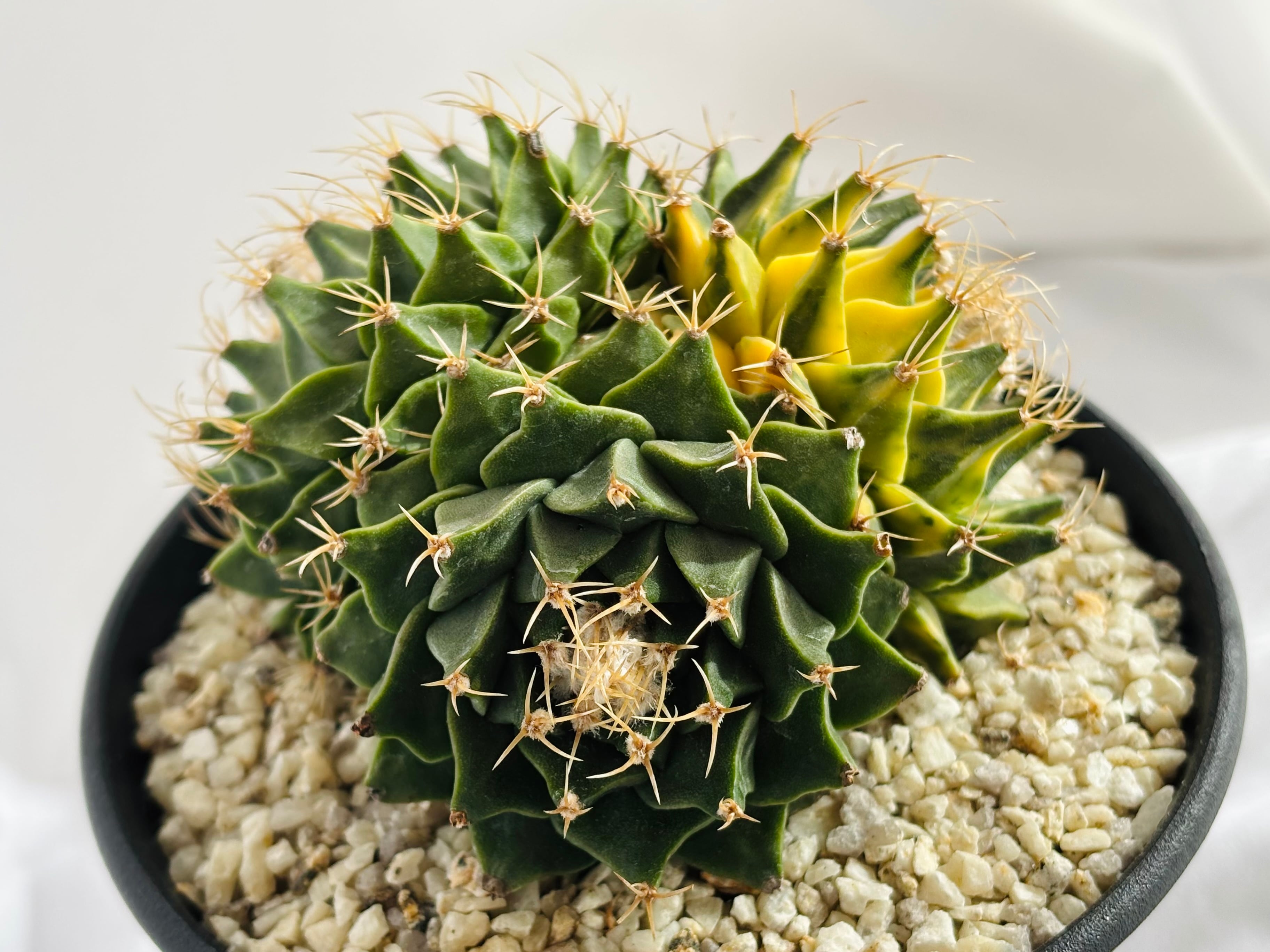 オブレゴニア　大疣帝冠　サボテン　菊水　花籠 オブレゴニア 大疣帝冠 サボテン 菊水 花籠