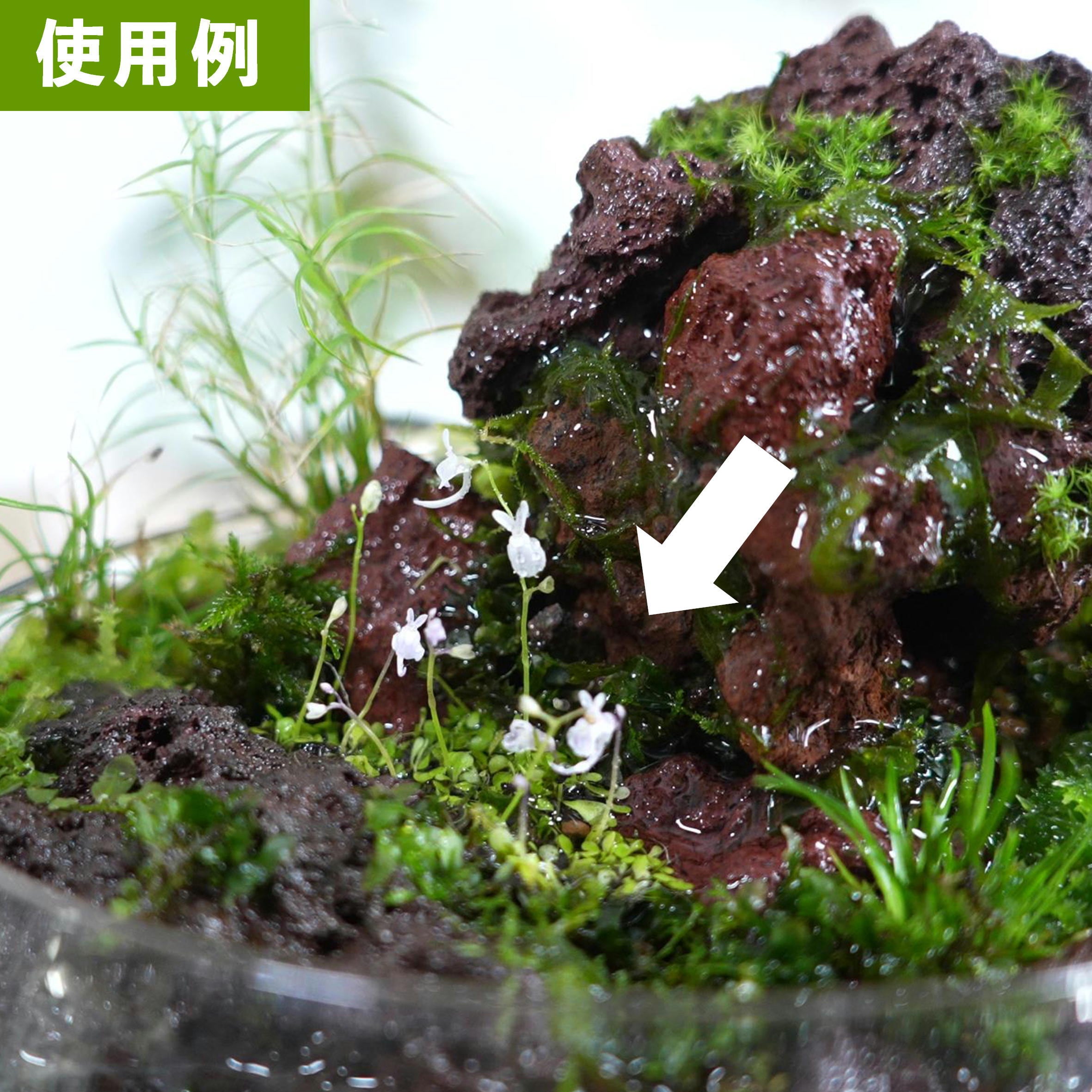 ウサギゴケ 苔テラリウム作製用素材◇水辺の表現におすすめ | 苔