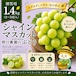 ⬛︎贈答用 シャインマスカット1.4kg(2~3房入)☆