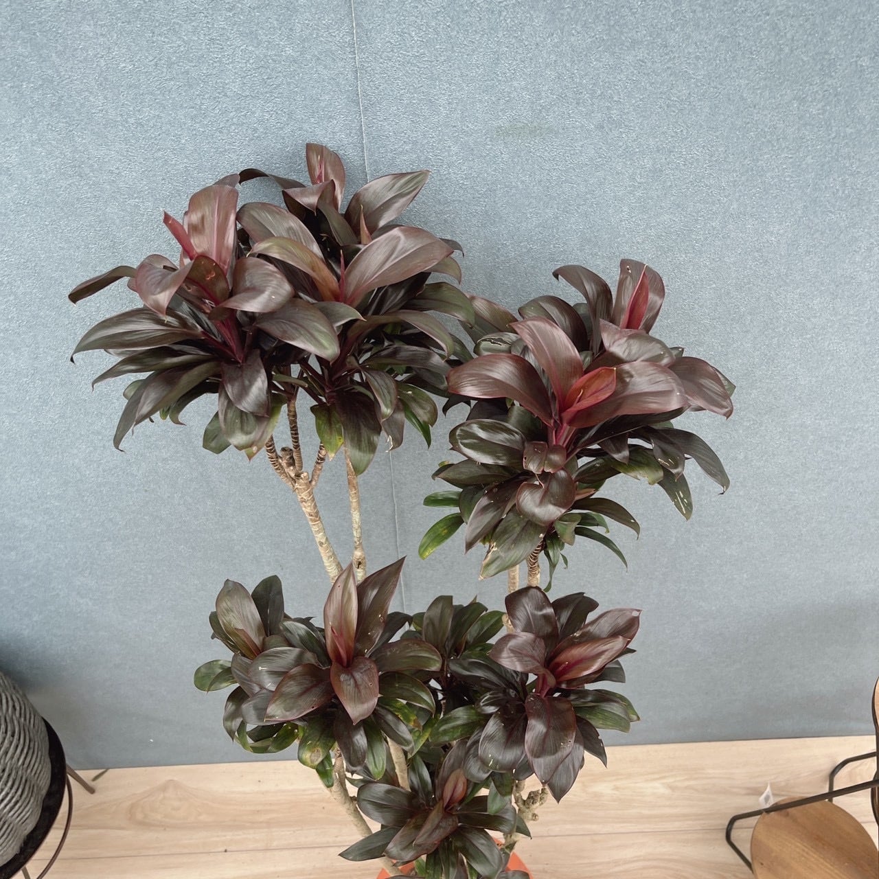 現品］20番 ドラセナ パープルコンパクタ 8号 観葉植物 室内 おしゃれ