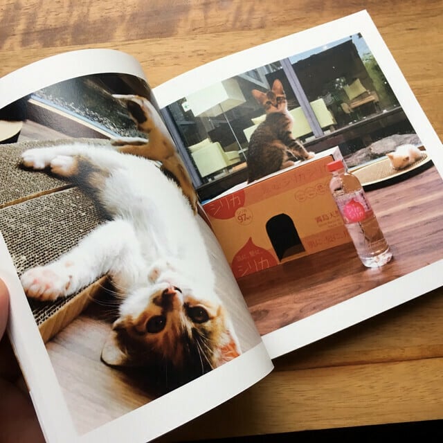 【定期便】「猫庭日和」毎月発送。猫庭支援フォトブック