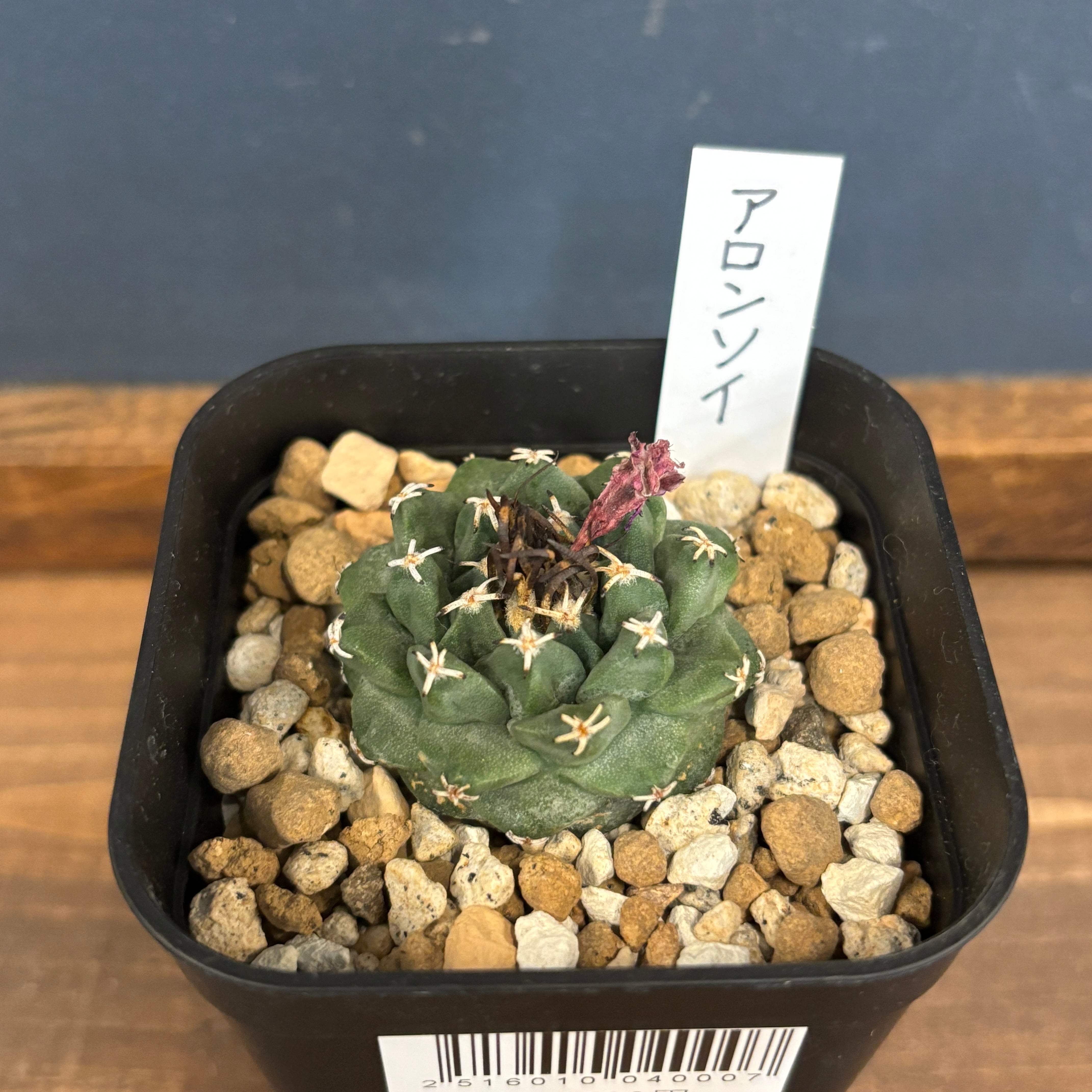 サボテン ツルビニカルプス アロンソイ【595】 | PROTOLEAF プロトリーフ