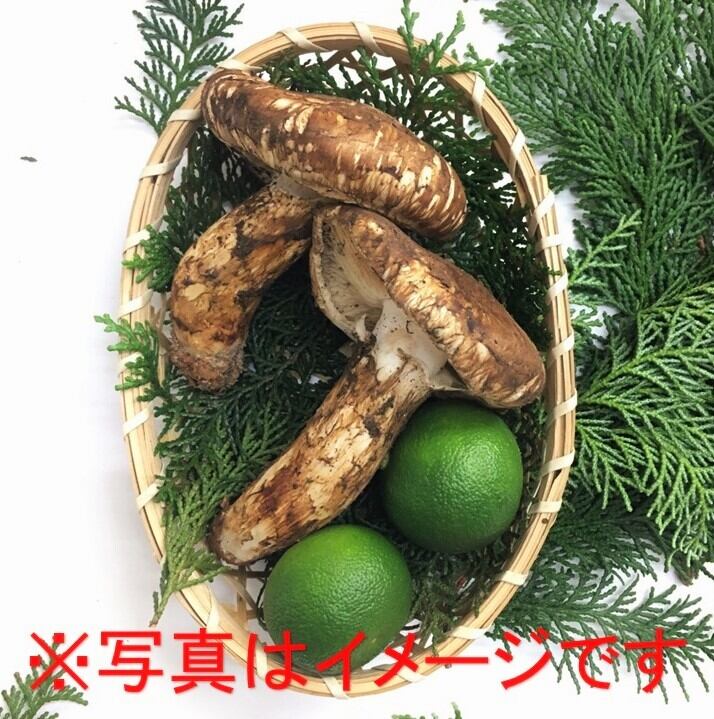 進物】中国産松茸☆約100g | 【公式】神戸湊川 丹波屋｜松茸専門店