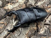 【WF3】《サキシマヒラタクワガタ 73mm ♂♀♀トリオ》