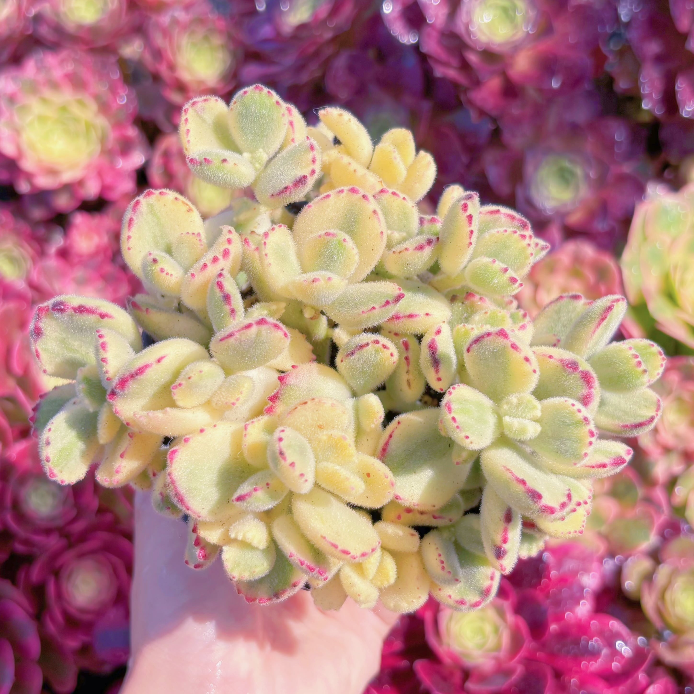 多肉植物　白熊　群生　新入荷　るる農園