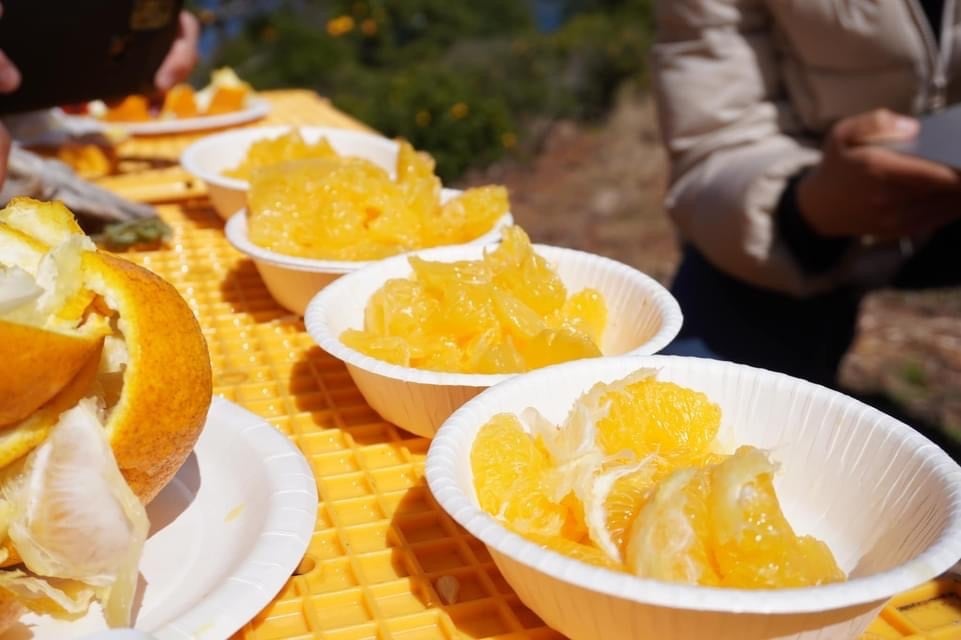 未来の甘夏の木 応援オーナー