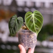 フィロデンドロン エルチョコレッド / Philodendron rubrijuvenile "El Choco Red"③