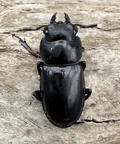 【WD】《セアカフタマタ(パリーフタマタ) 55mm ペア》