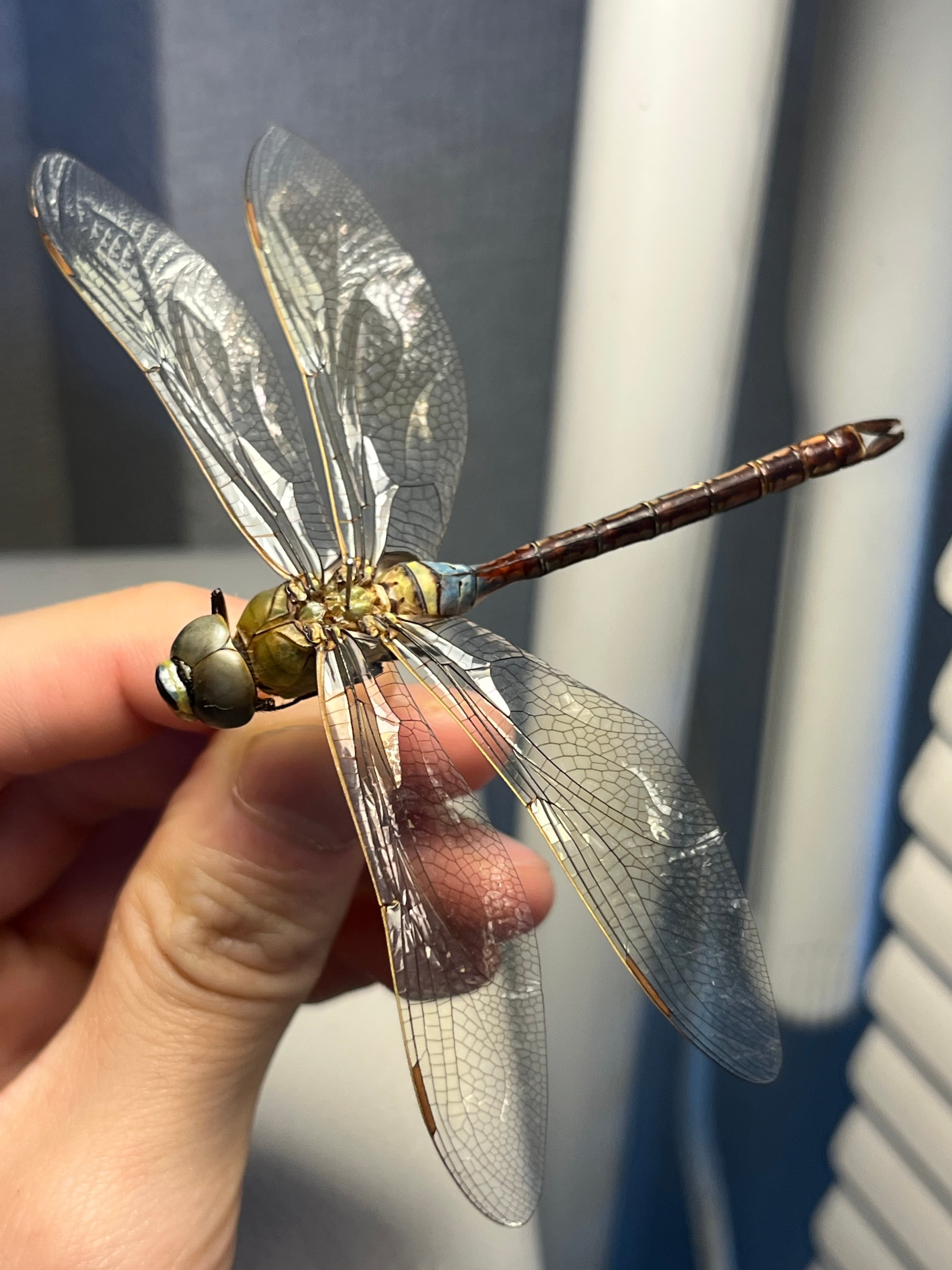 ギンヤンマ 昆虫標本ヘビトンボカマキリマンティス トンボ オニヤンマ