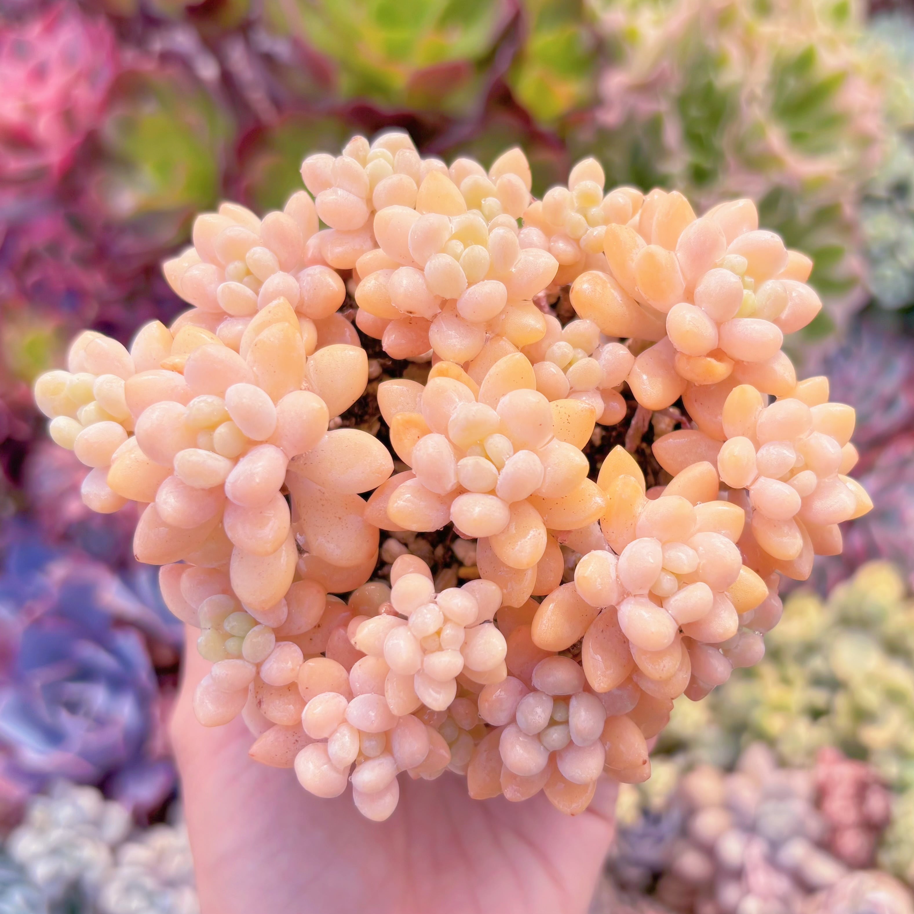 現品　パールミルク#507　群生　るる農園