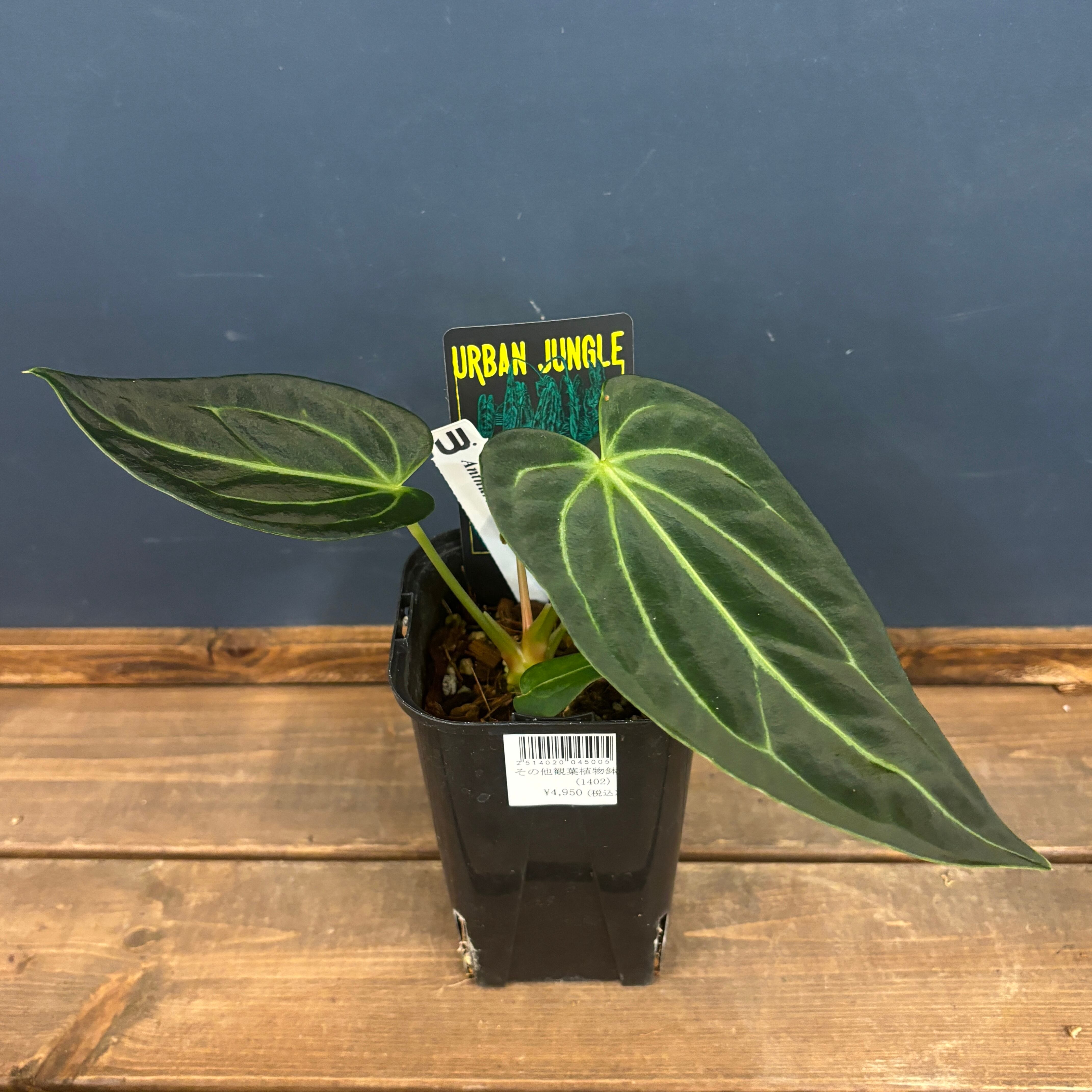 アンスリウム レガレ【708】