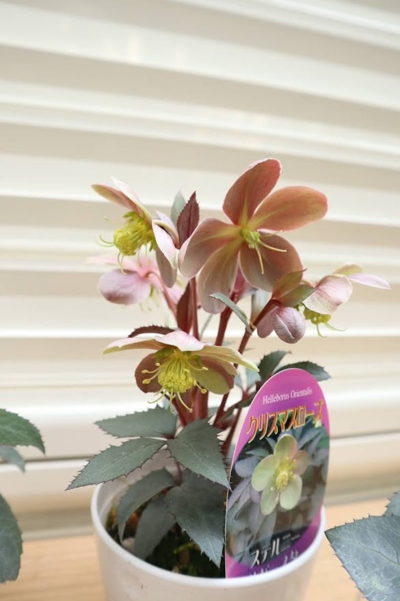 カン クリスマスローズ 株分け SSブラウニー クリスマスローズ：ニゲル バーブームシフラ4号ポット（開花終了