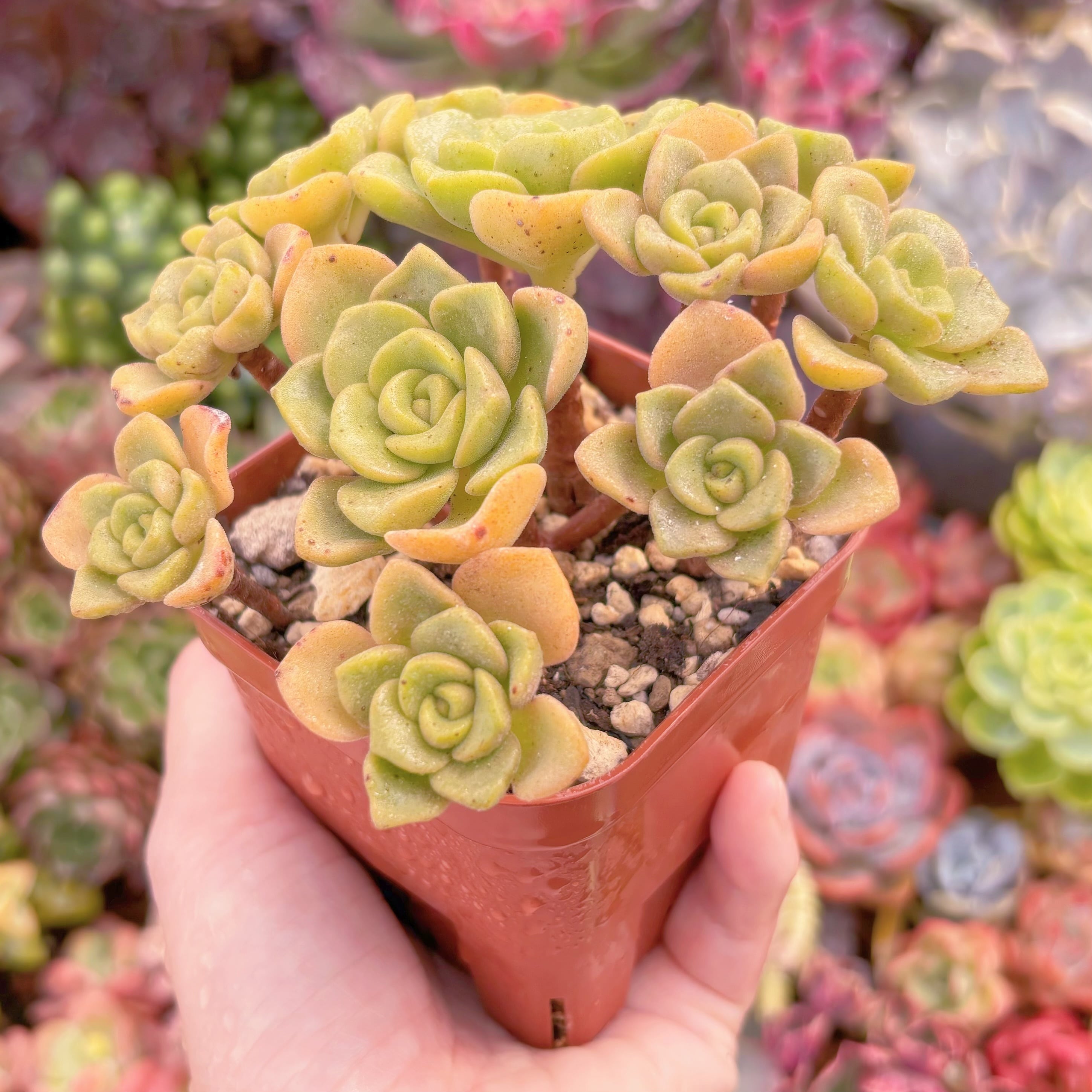 現品 リリーパット#1125 るる農園 | るる農園~多肉植物専門