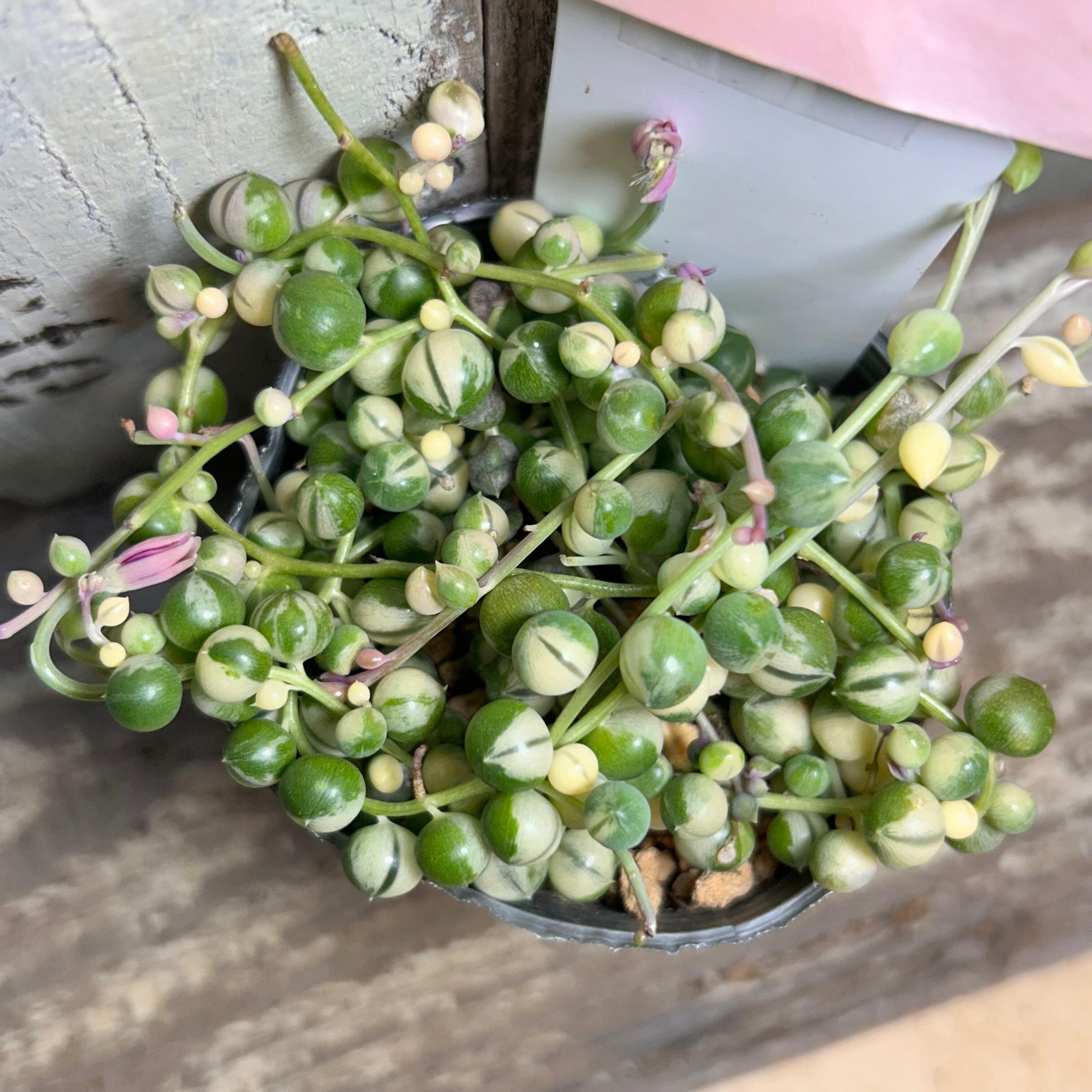 マーブルネックレス（斑入りグリーンネックレス） | RuPo 多肉植物専門店