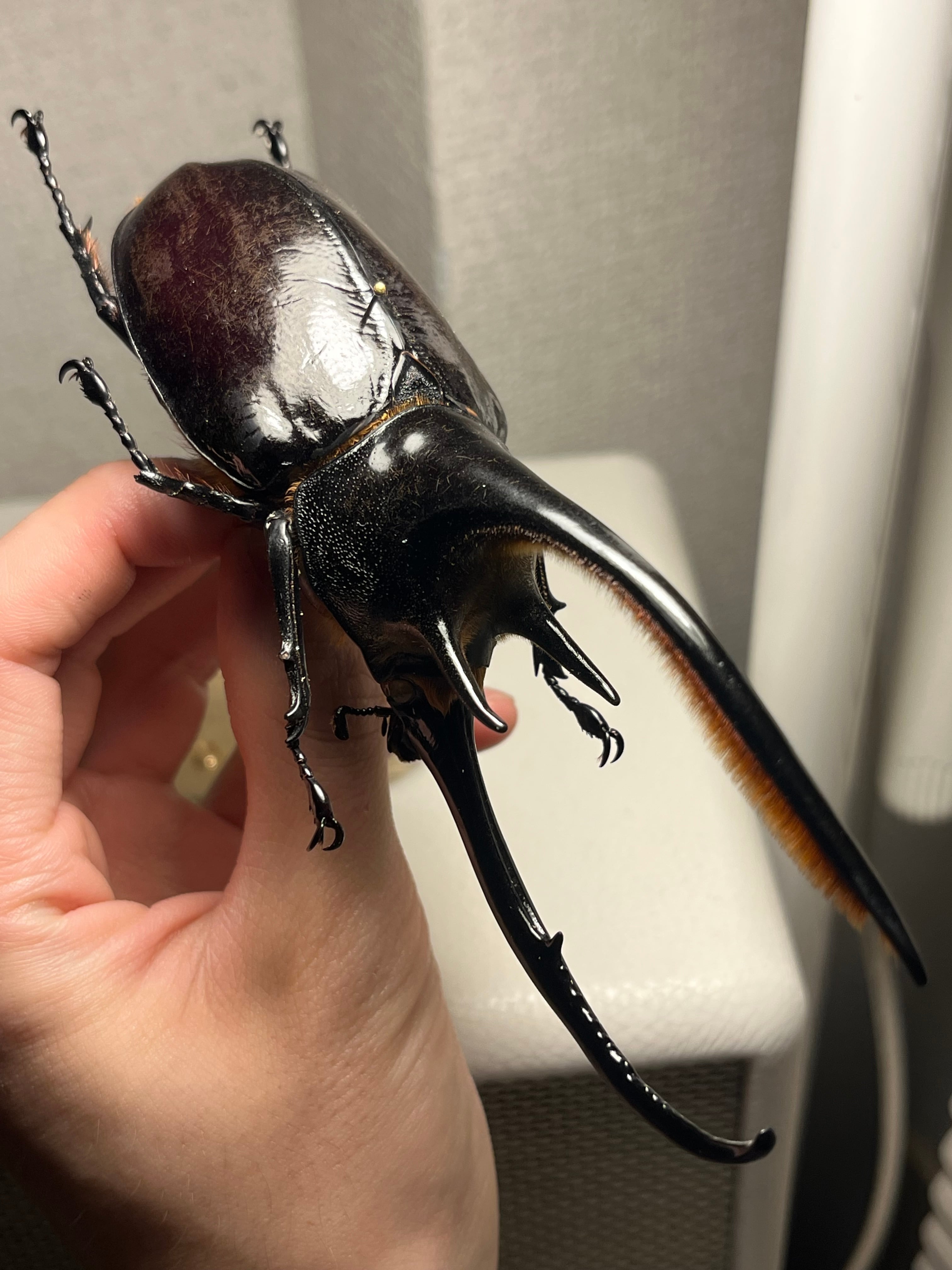140mm】ネプチューンオオカブト 標本 Dynastes neptunus ♂ヘラクレス