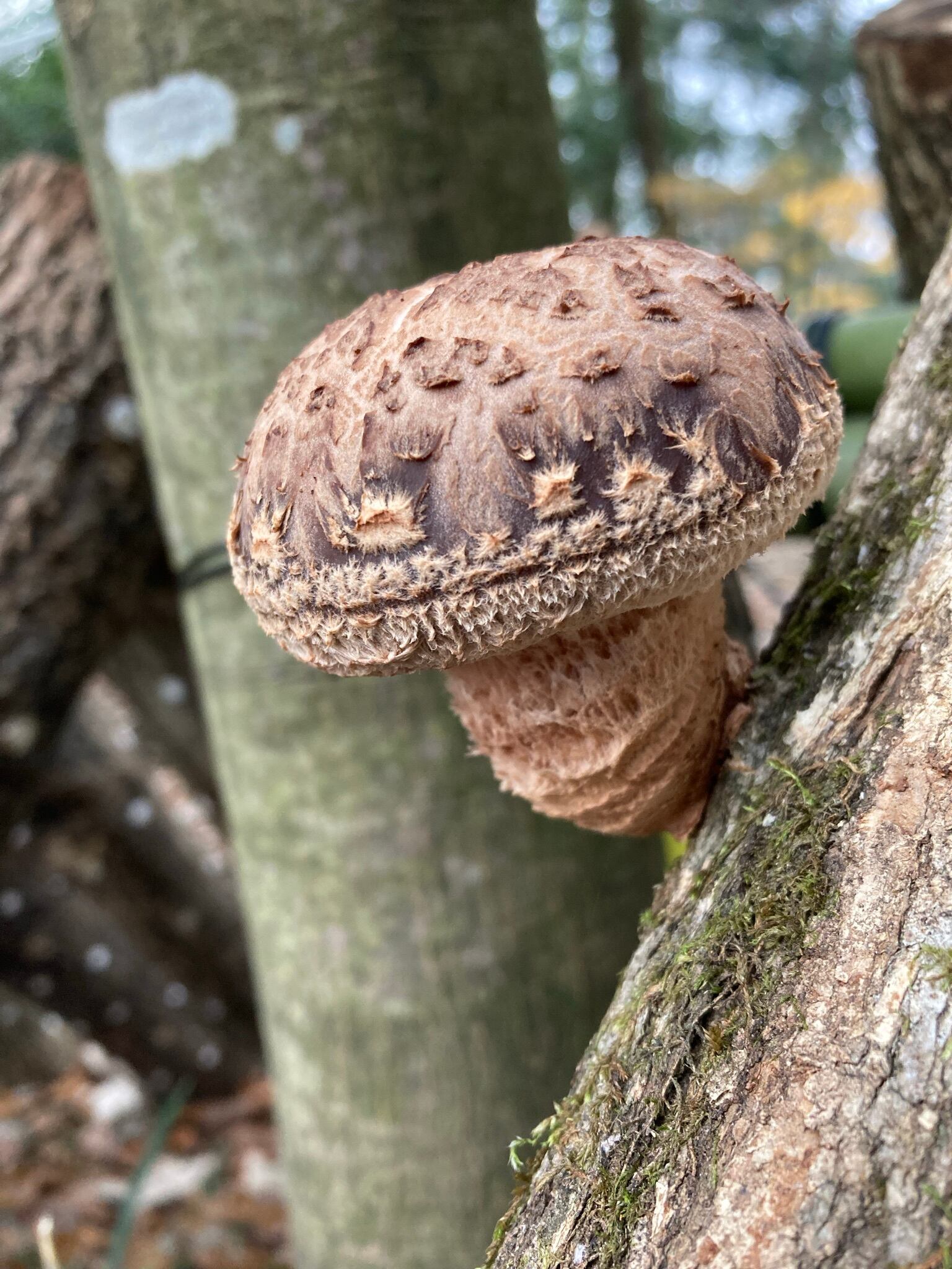 コナラ 植菌済み原木 原木椎茸 椎茸 菌興115植菌済み ホダ木 椎茸 ほだ