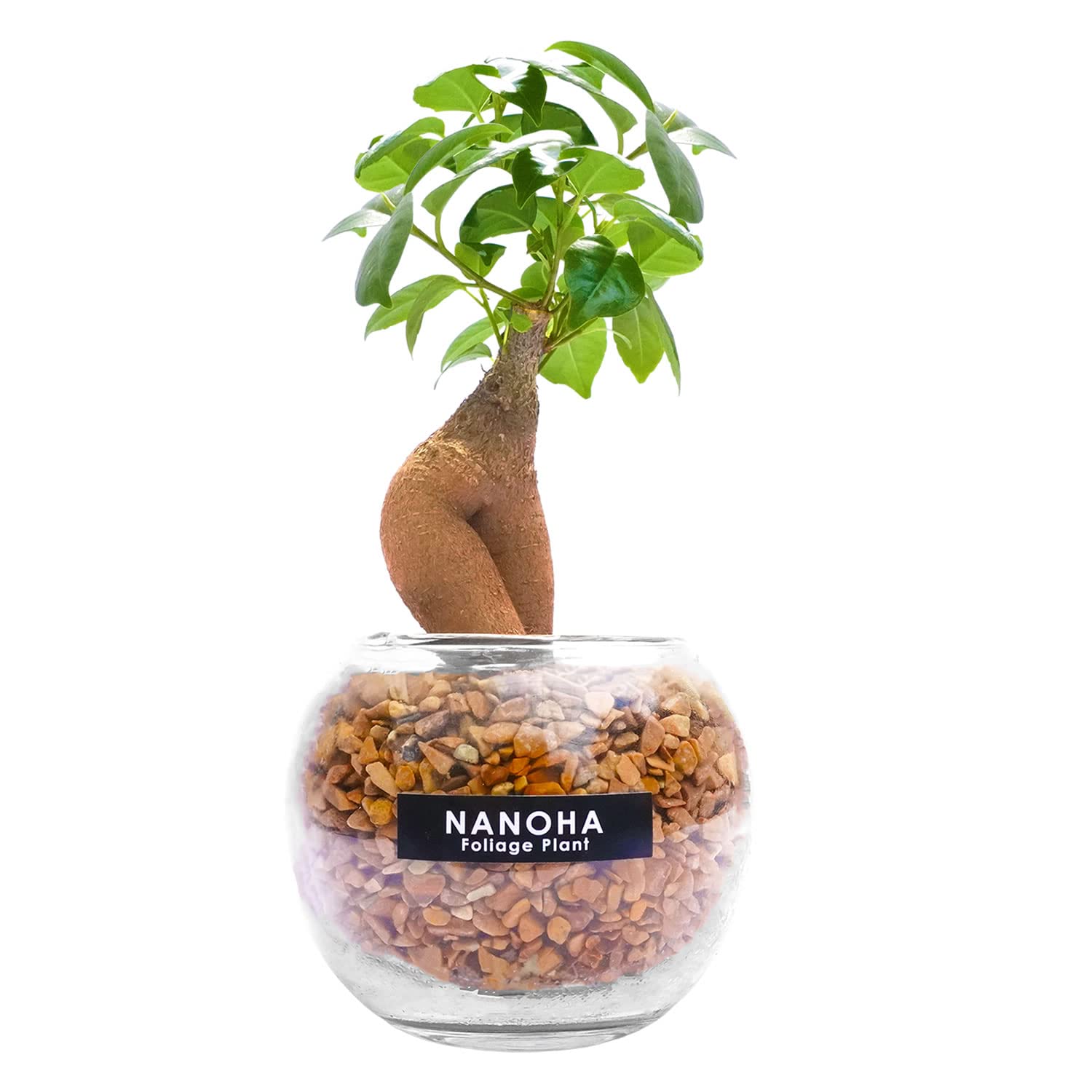最大級 大株 ガジュマルの木 8号 観葉植物 ガジュマル 多幸の木 樹脂