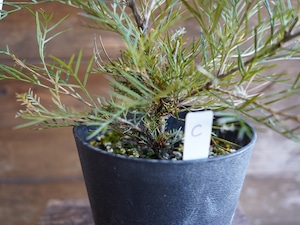 【現物】グレビレア ”アイボリーホイップ” C