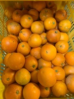 【2026年売り切れ】濃厚な香りと甘み♪ブラッドオレンジ（タロッコ）　1〜10kg