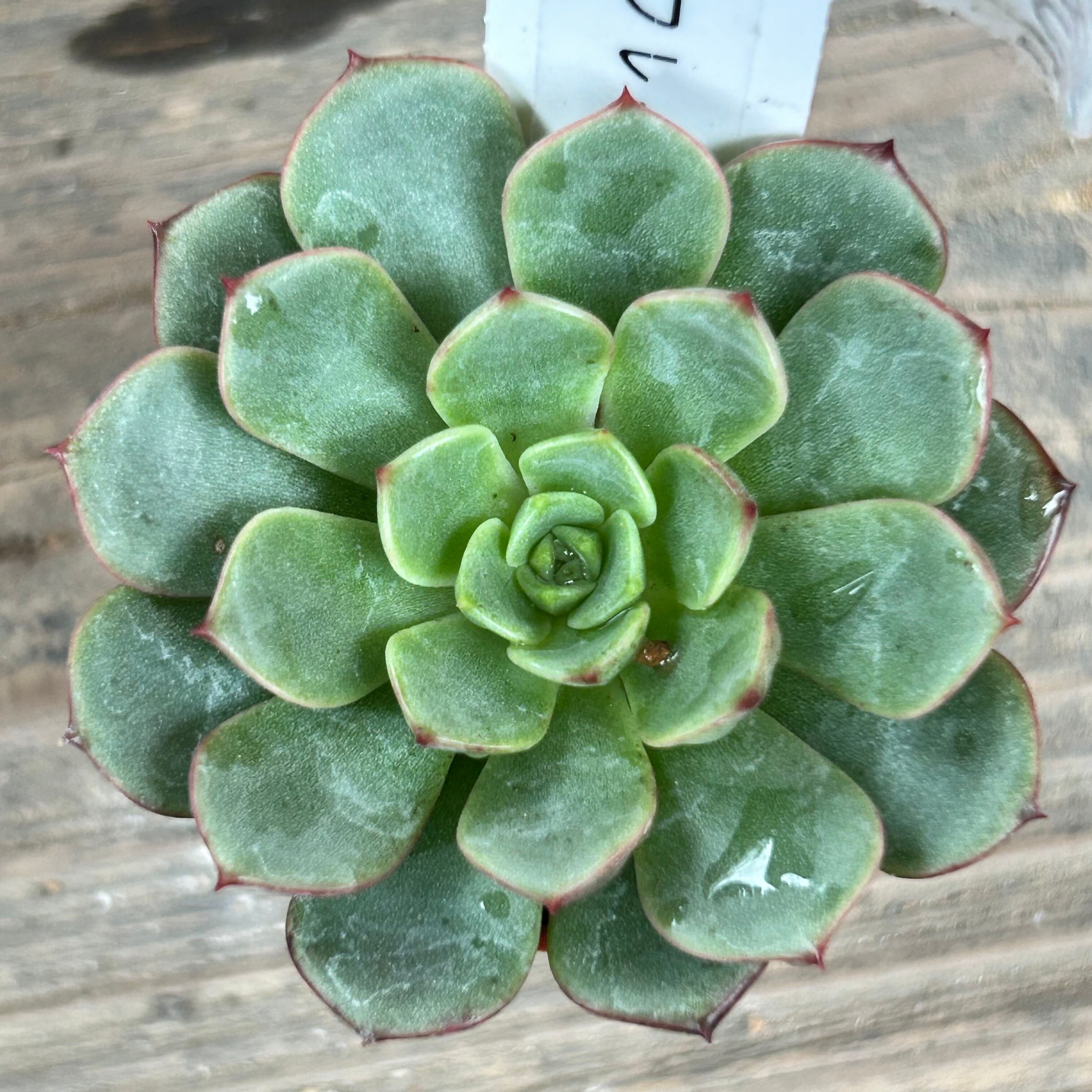 メビナ・マジックフレーム・アローンスターHyb・オード | RuPo 多肉