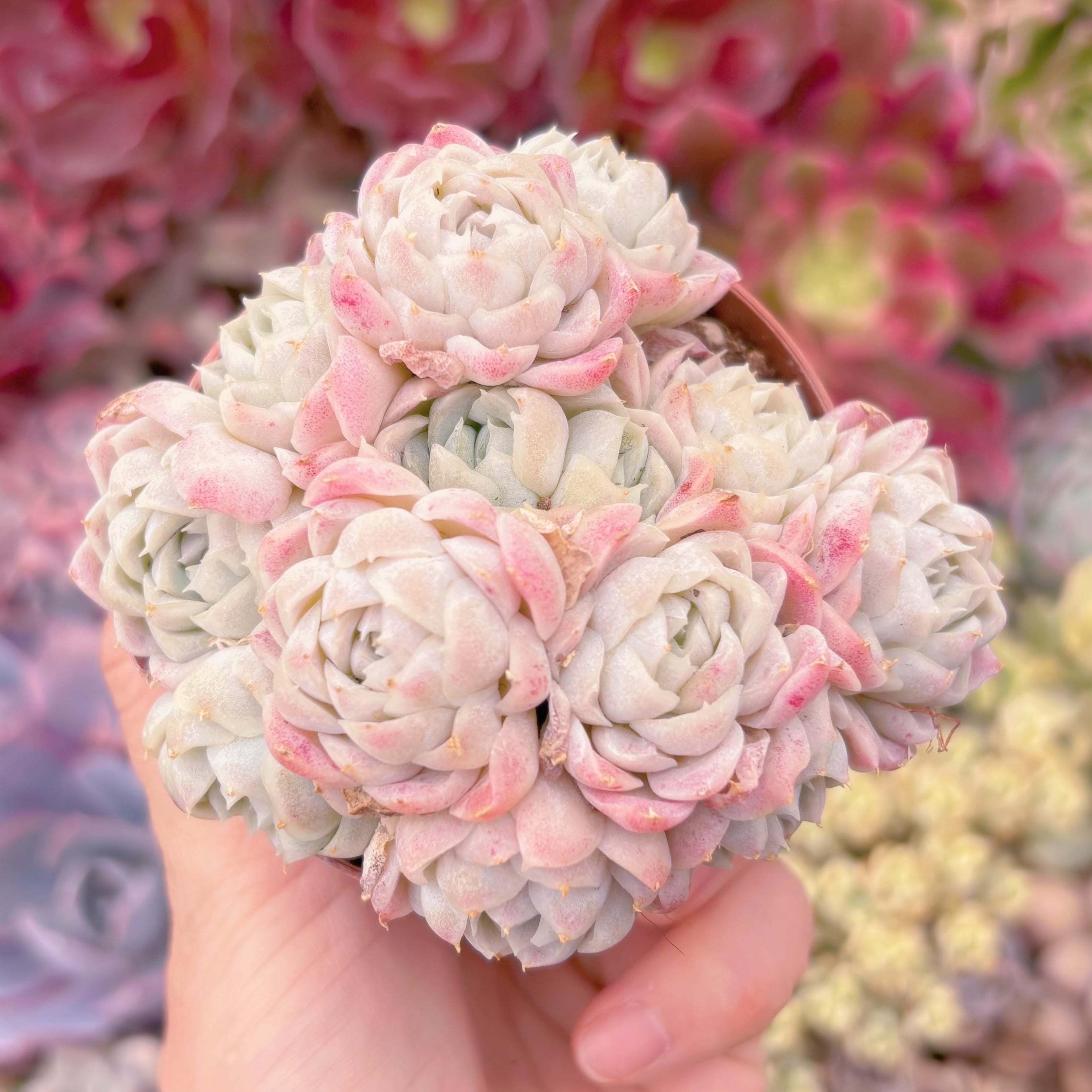 現品　白月影#934　群生　るる農園