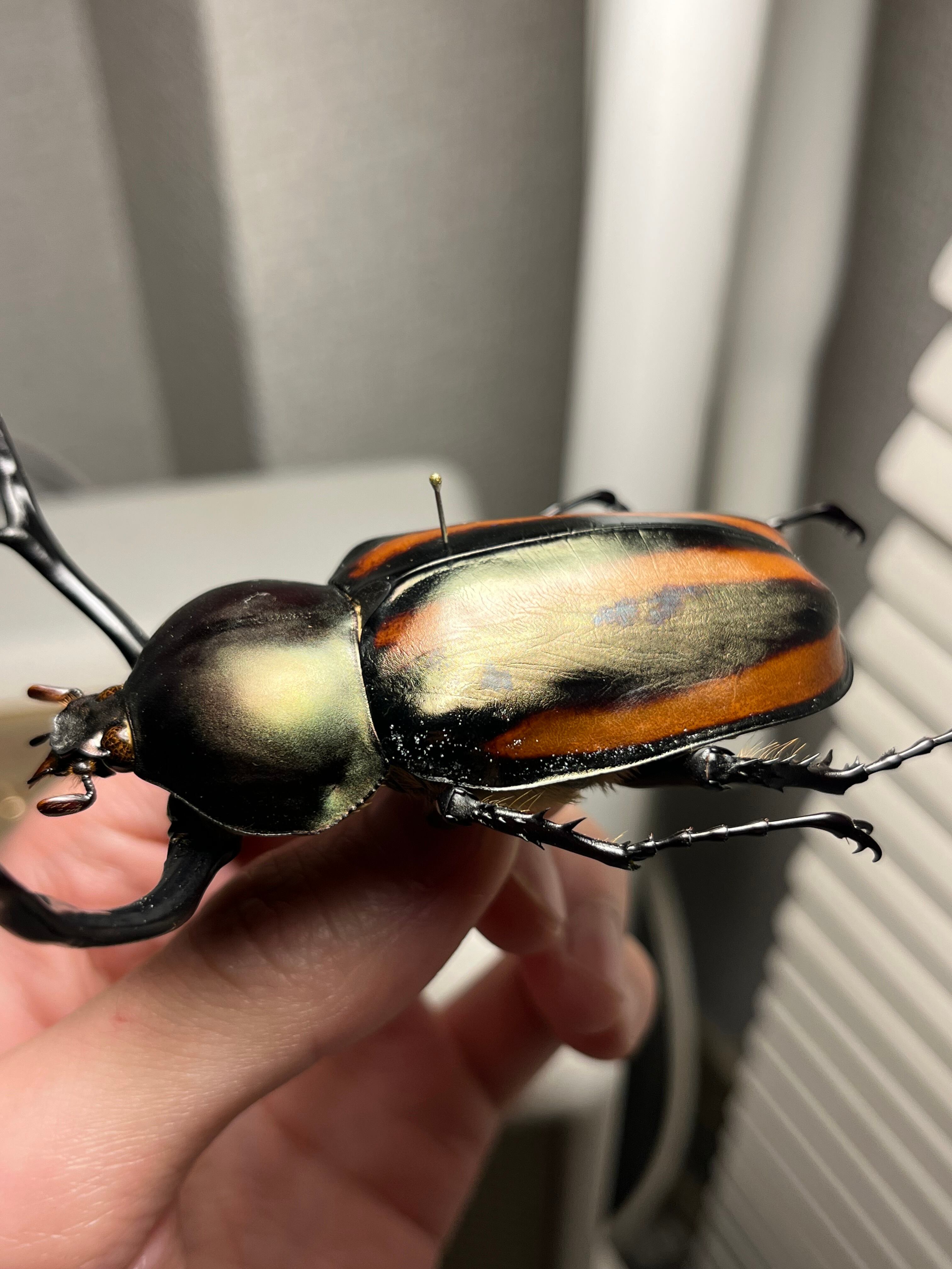 手長黄金最高峰】セスジドウナガテナガコガネ 特大標本 プラチナコガネ