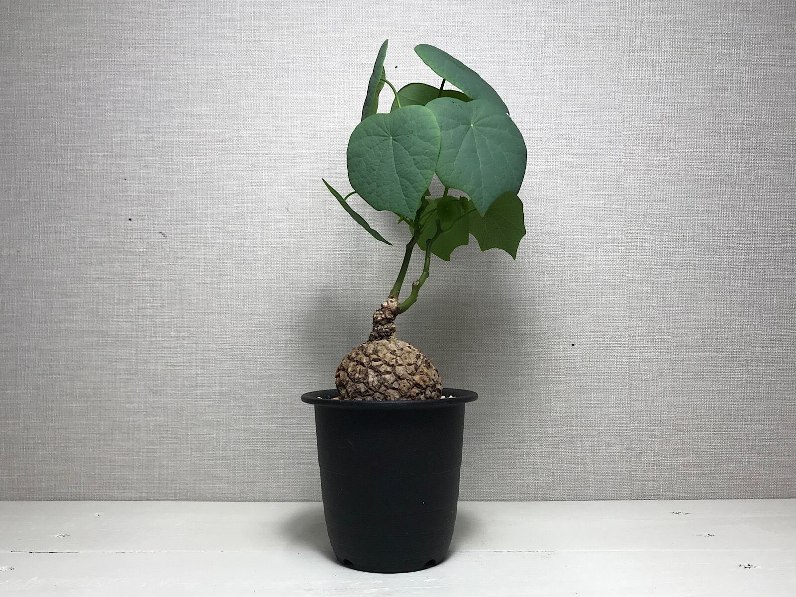 ステファニア スベローサ