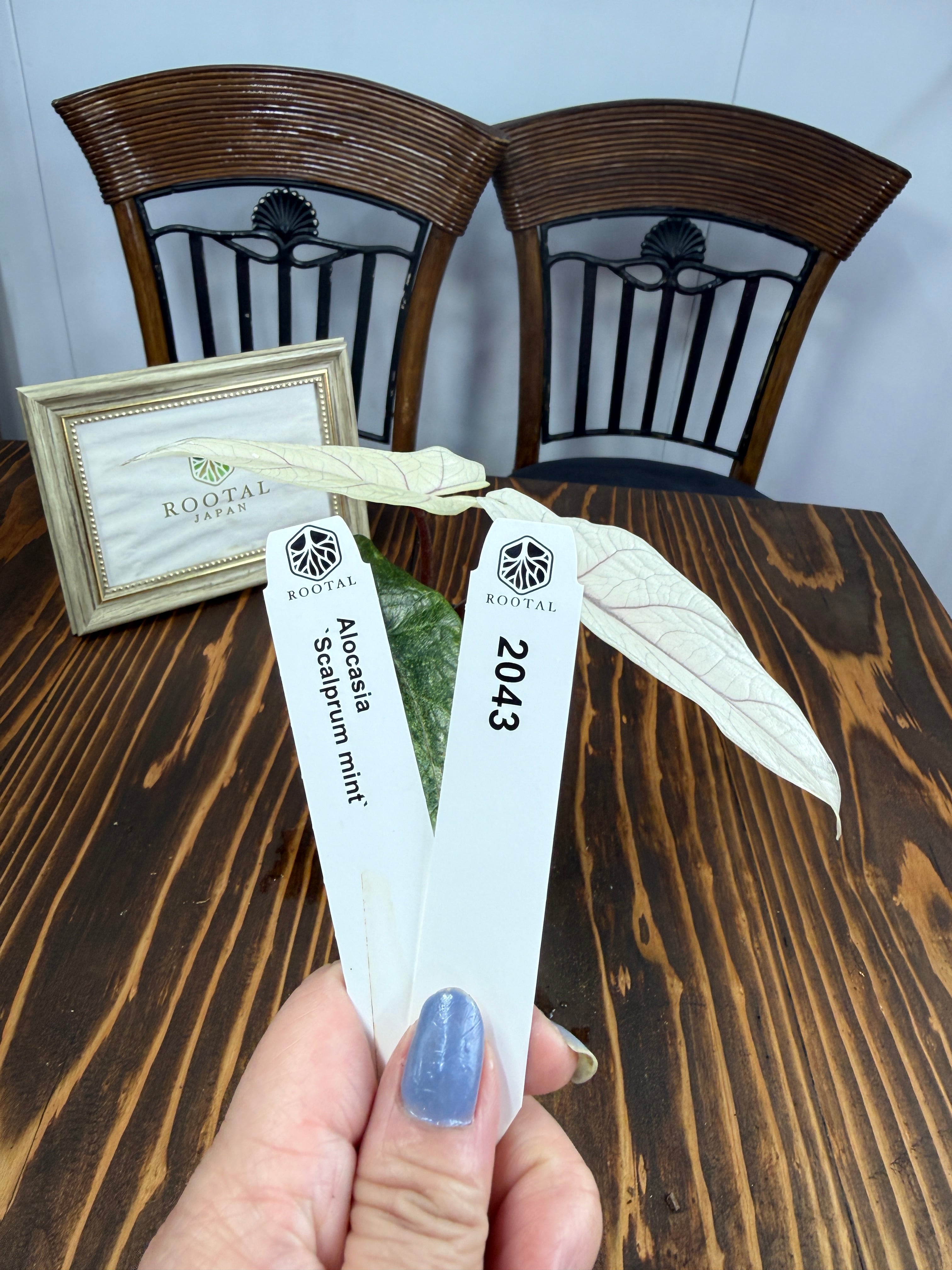 ★2043【希少種】アロカシア スカルプラム ミント(2.5号ロング硬質ポット)※送料無料(一部除く)