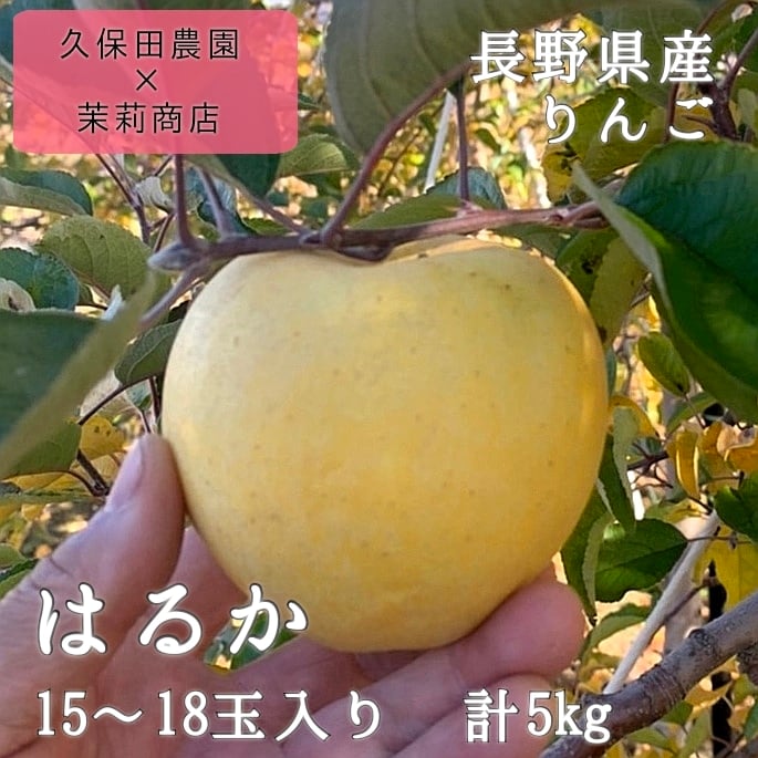 ※送料別　はるか　茉莉商店　長野県産　業務用　5kg(15～18玉)　高糖度！レモン色の希少種りんご