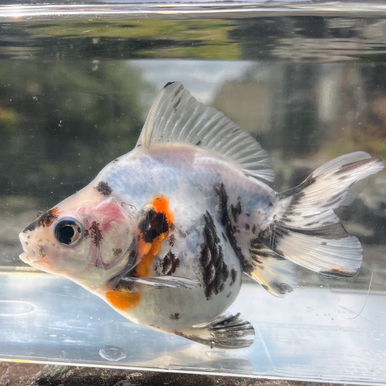 （金魚）だるま琉金　現品‐2　（1匹）【生体】