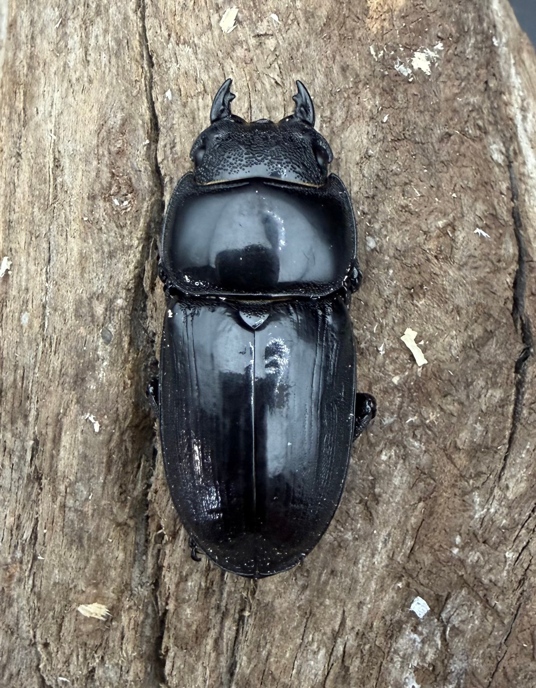 WD】《アルキデスヒラタ アチェ産 90.5mm ペア》 | KPW公式オンライン