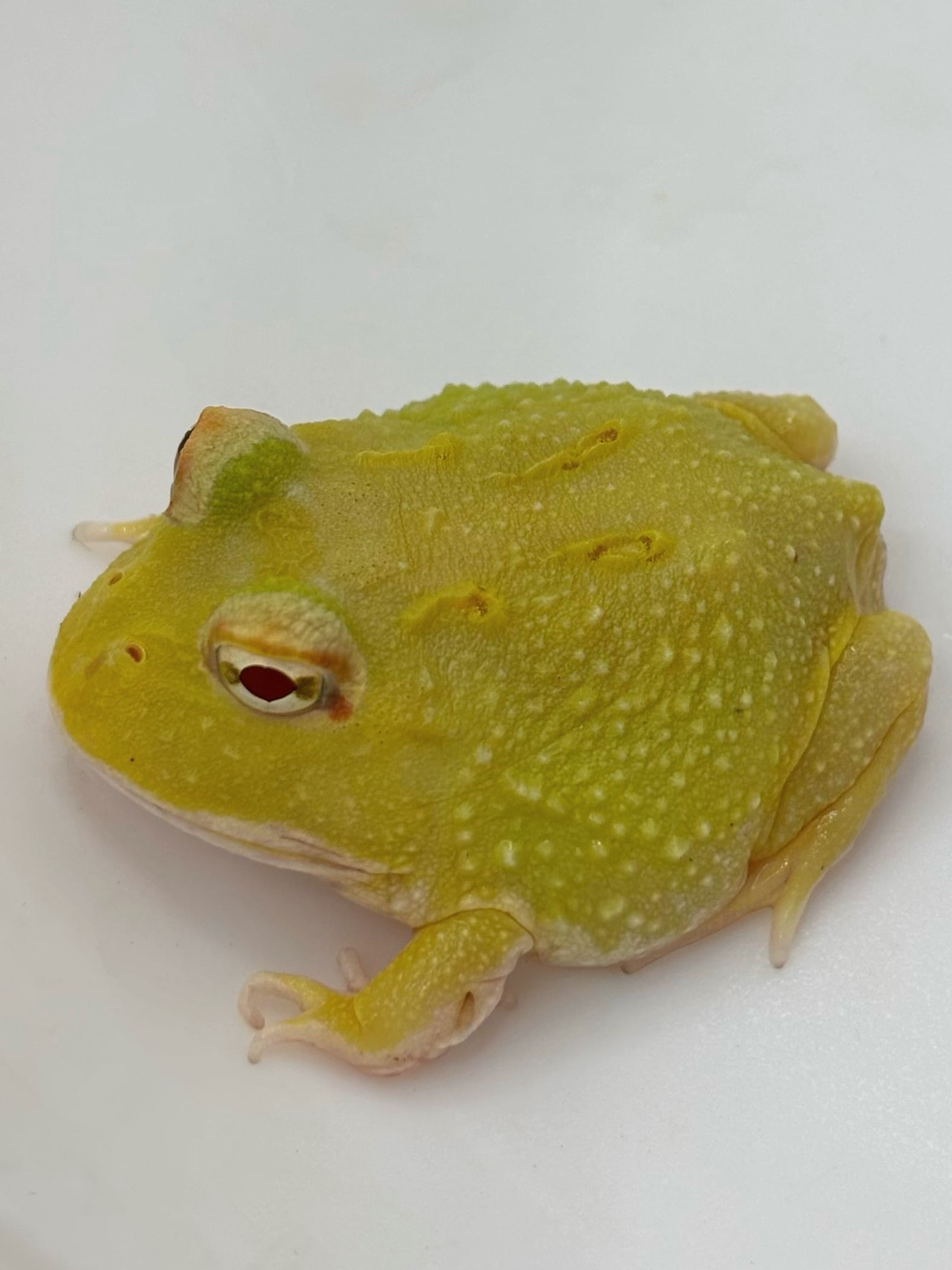 クランウェルツノガエル スーパーピカチュウ① 1匹 | まるころ商店