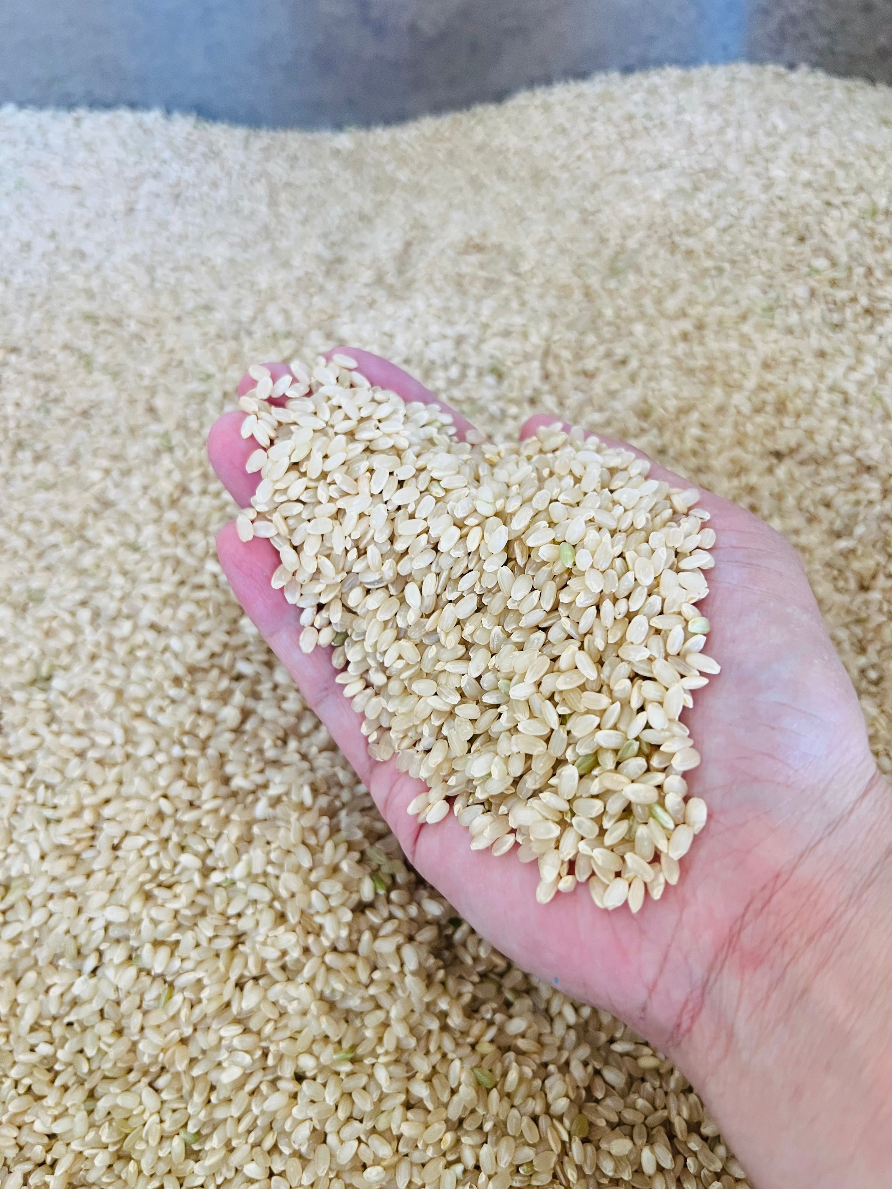 令和6年岡山県産ミルキークイーン玄米10kg【精米可】 | 美咲 令和6年岡山県産ミルキークイーン玄米10kg【精米可】 | 美咲