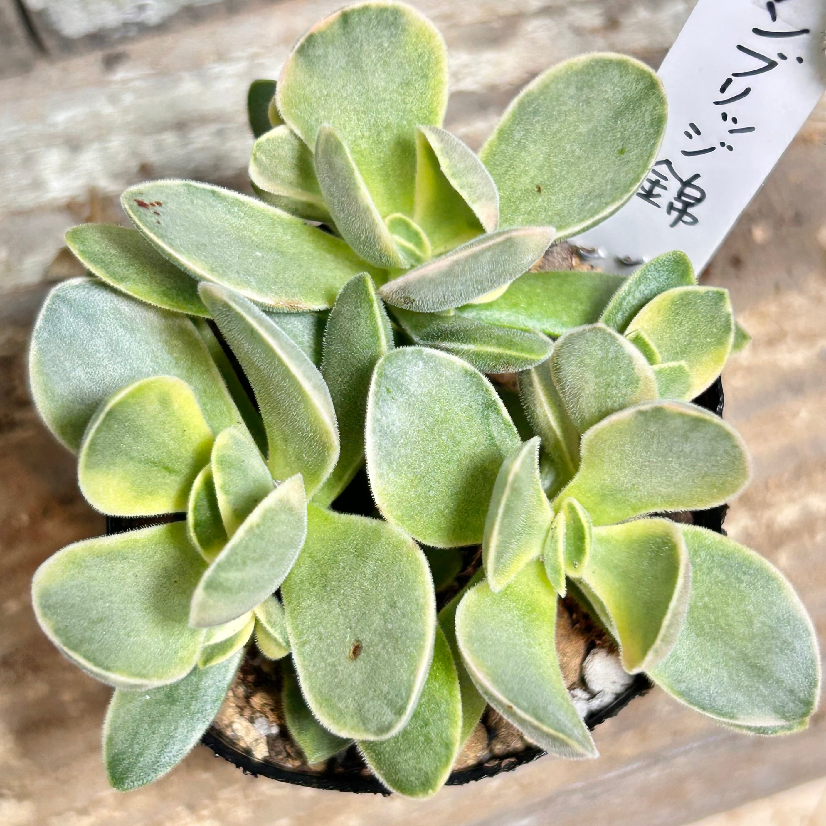 RuPo 多肉植物専門店
