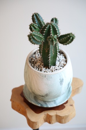 【S】大正キリン/Euphorbia　※陶器鉢付き