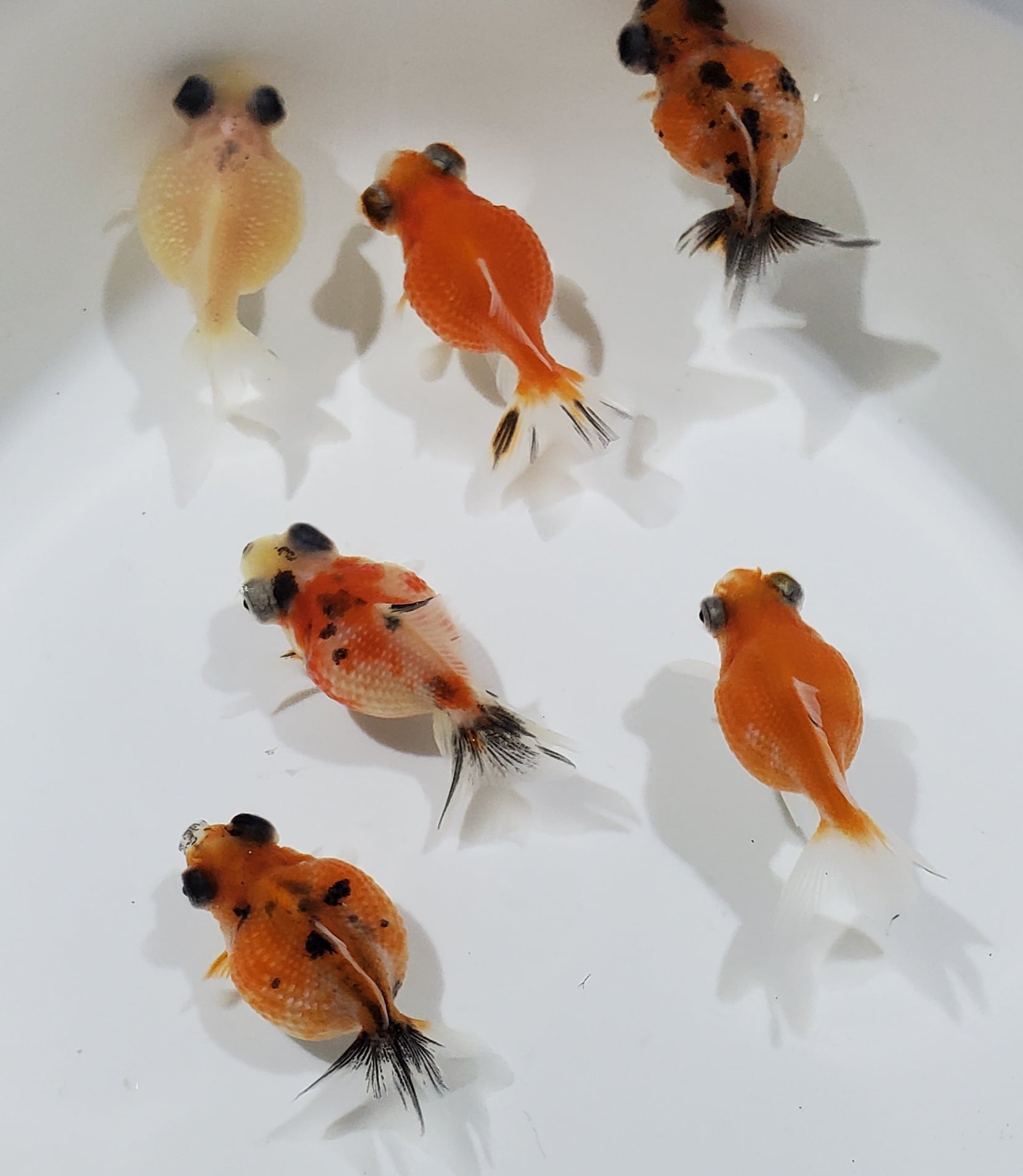 金魚 | 金魚と両生類のお店 さだお