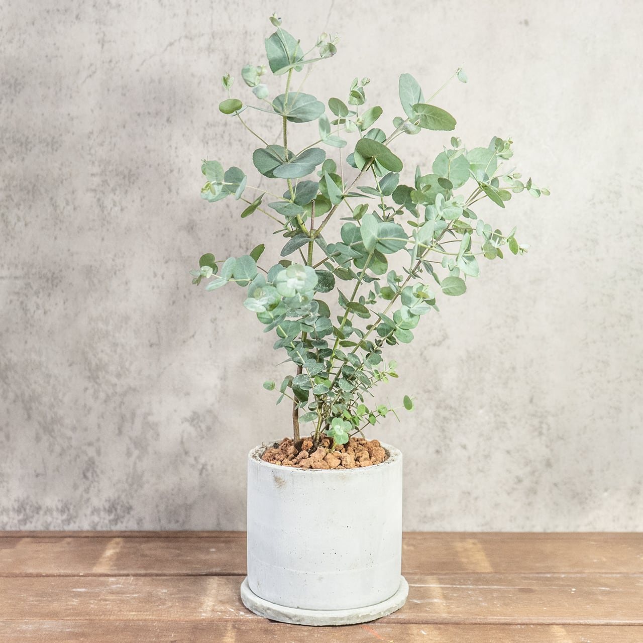 【一株ごとの厳選仕入れ】枝ぶりの美しさ、葉の密度の美しさ。空間を清涼感で満たすユーカリを現品販売でお届け。／手づくりモルタル鉢｜虫発生抑制｜送料全国一律850円
